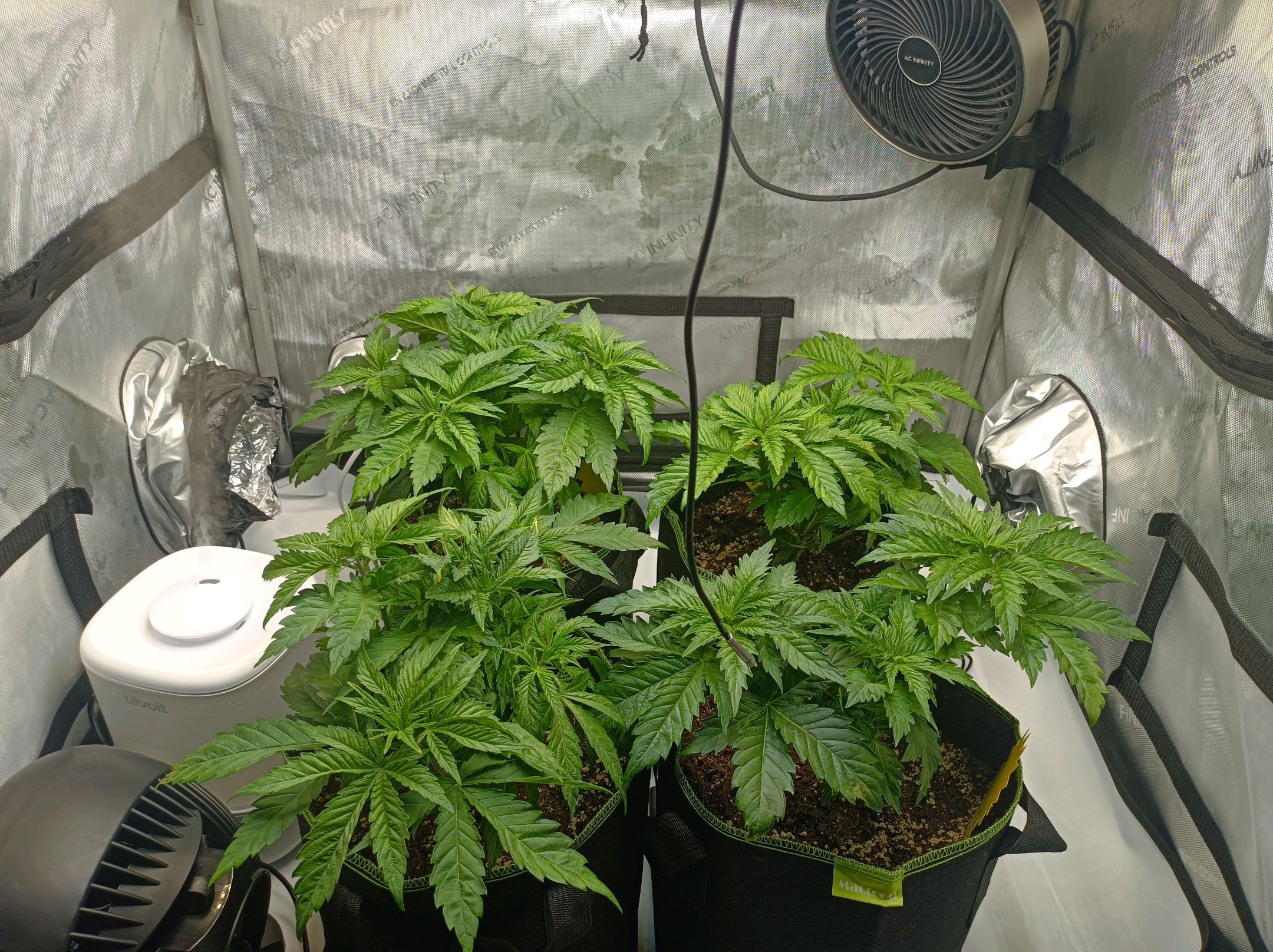 White Widow growlog photo 88