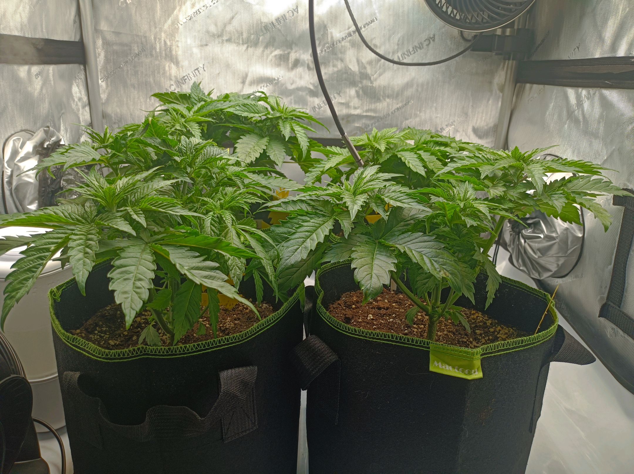 White Widow growlog photo 87