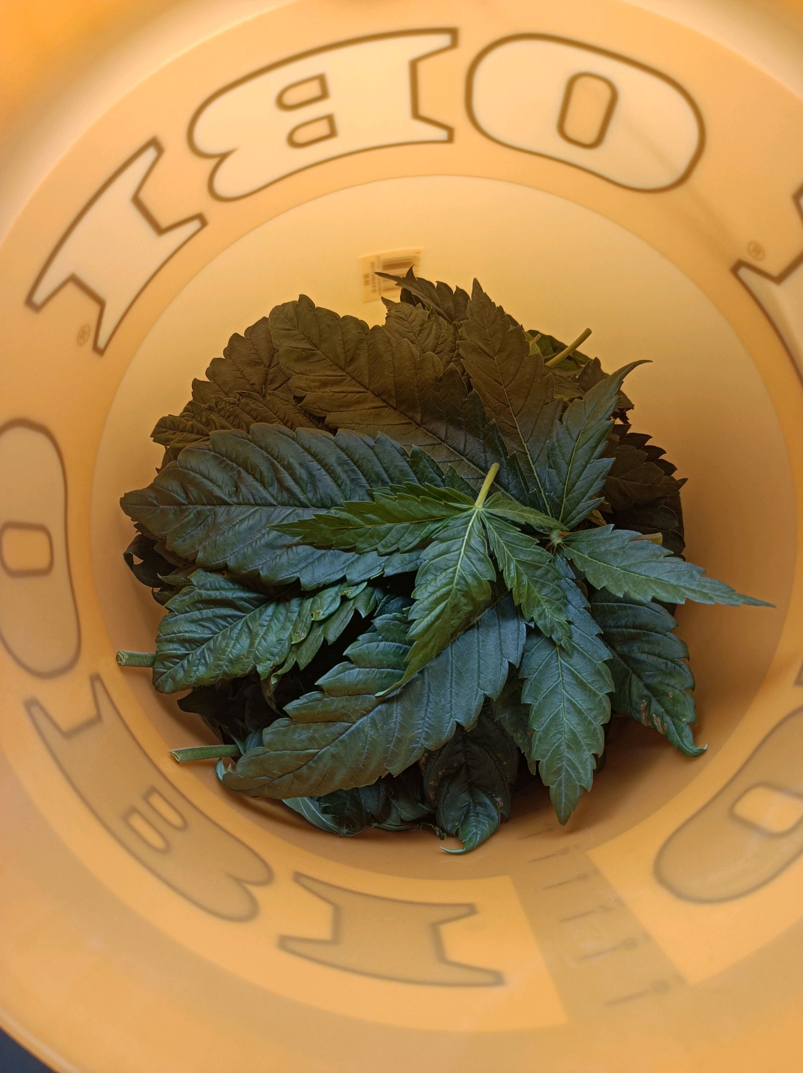 White Widow growlog photo 89