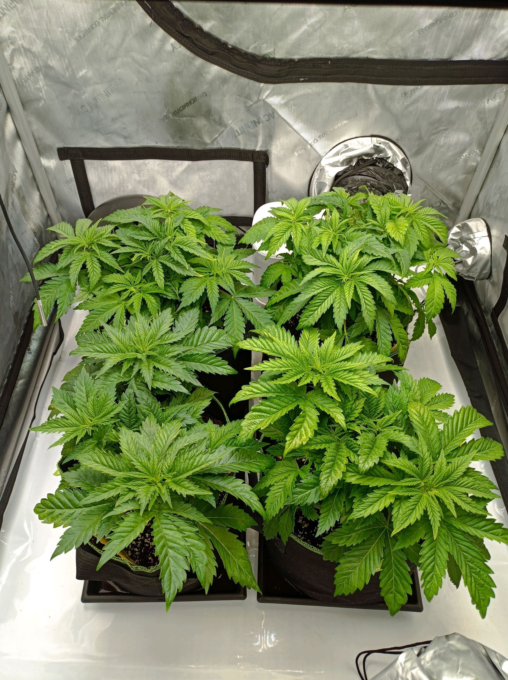 White Widow growlog photo 90