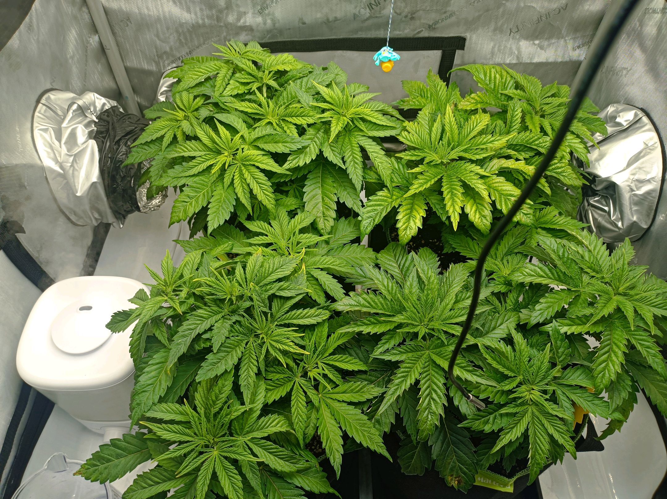 White Widow growlog photo 91