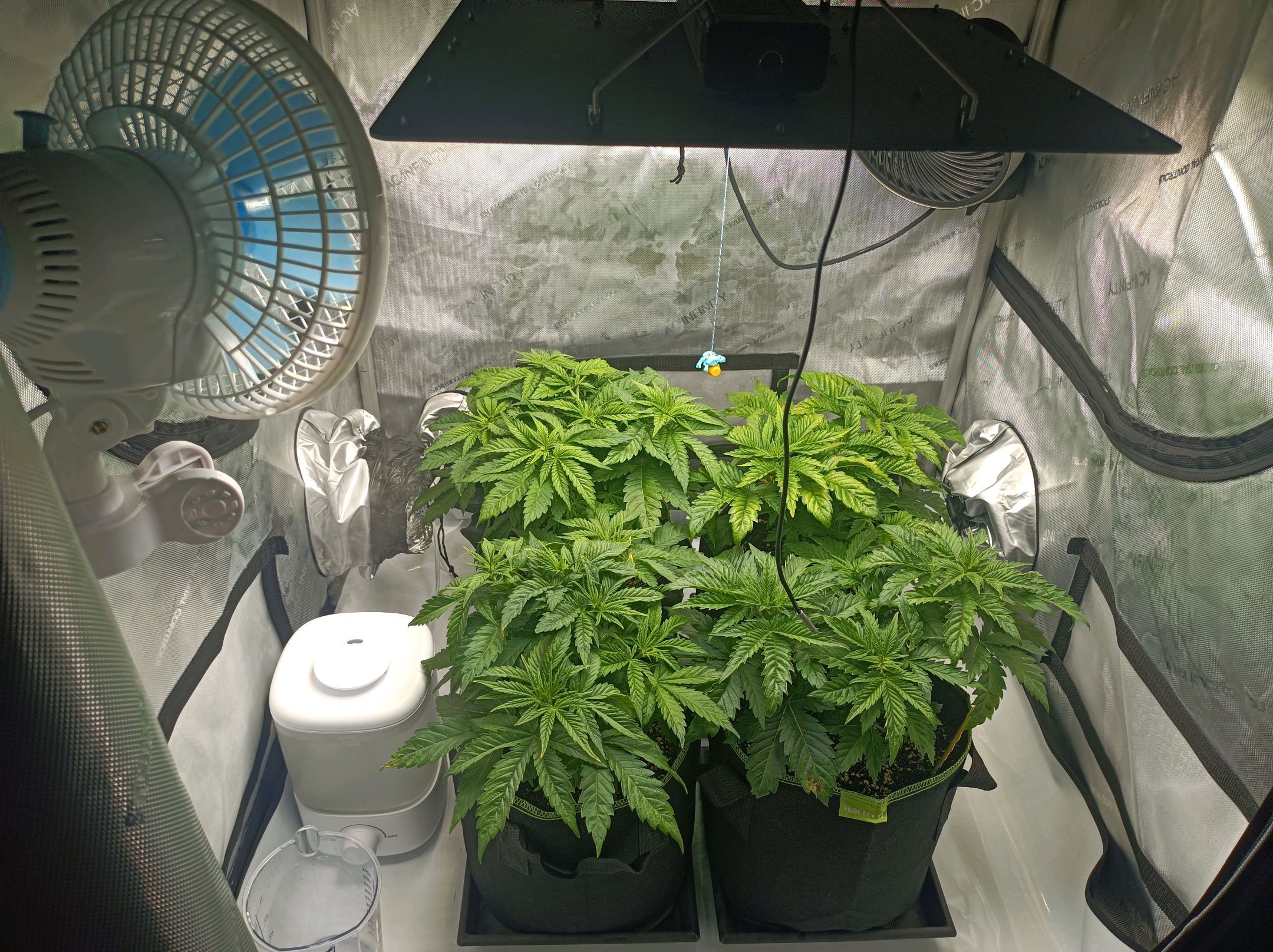 White Widow growlog photo 92