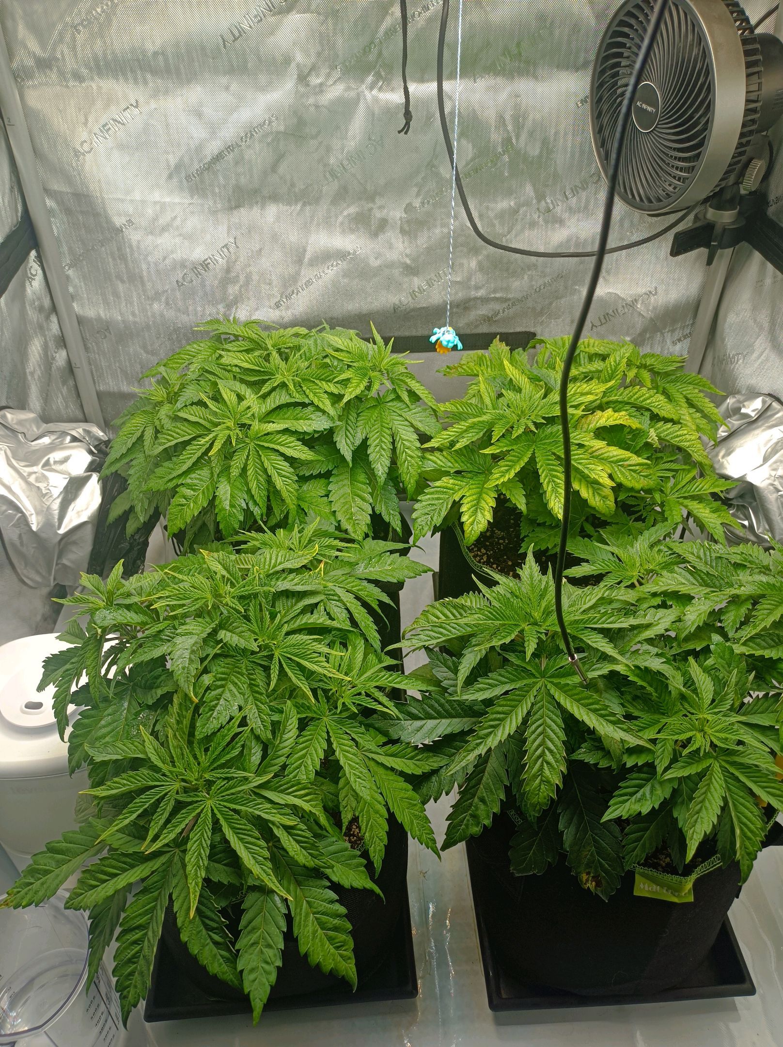 White Widow growlog photo 93