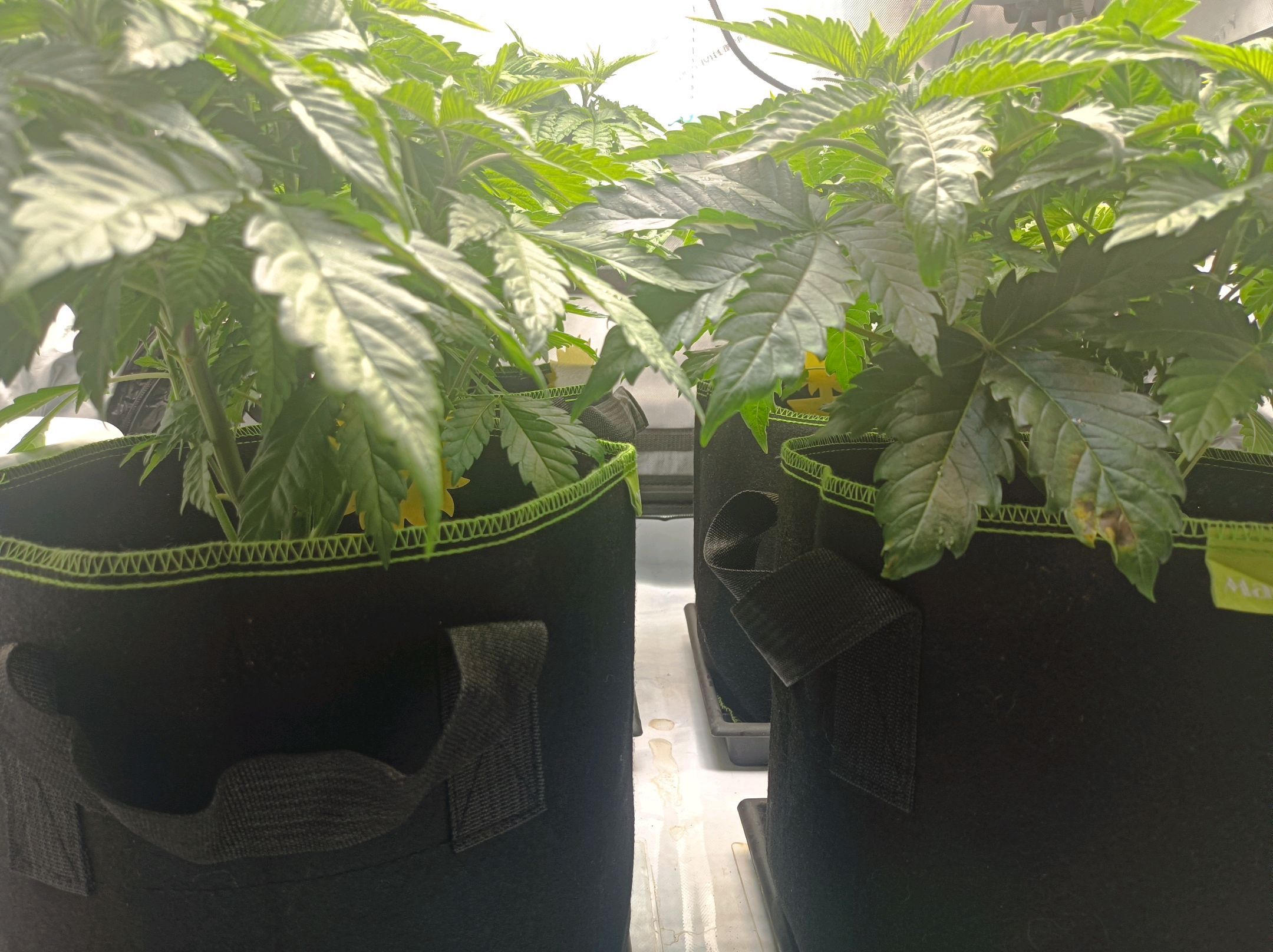 White Widow growlog photo 95