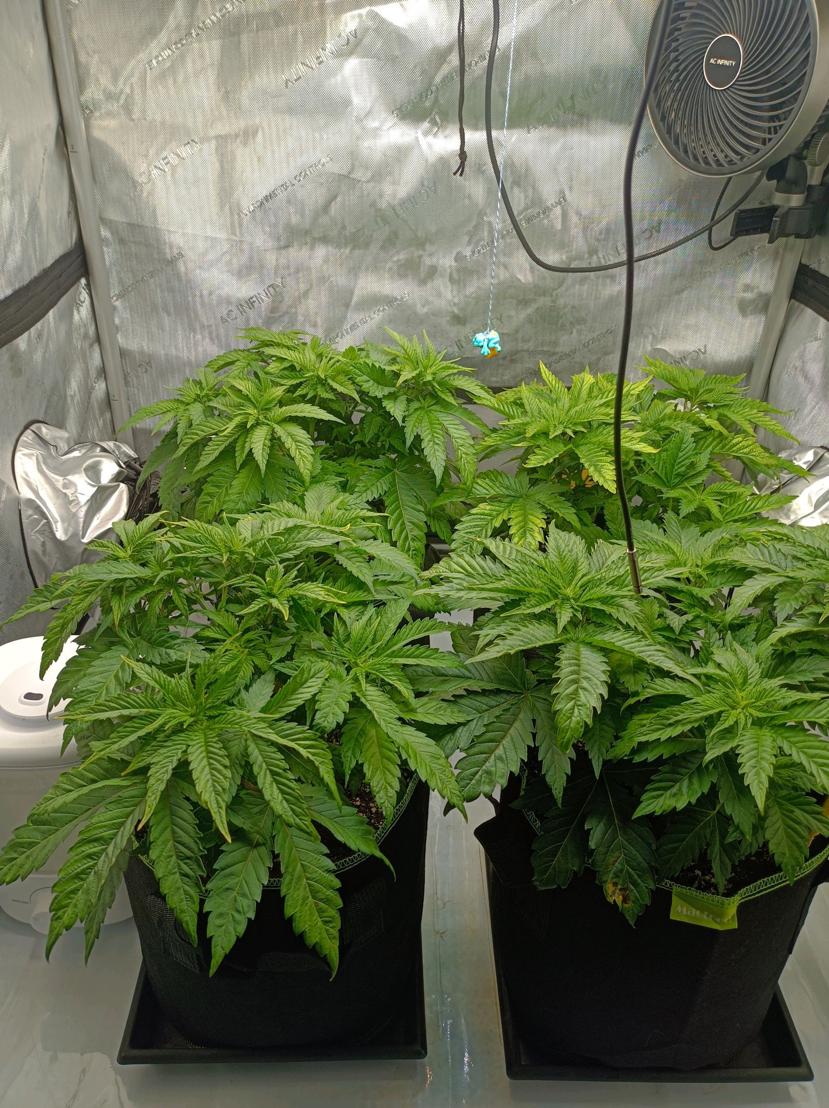 White Widow growlog photo 96