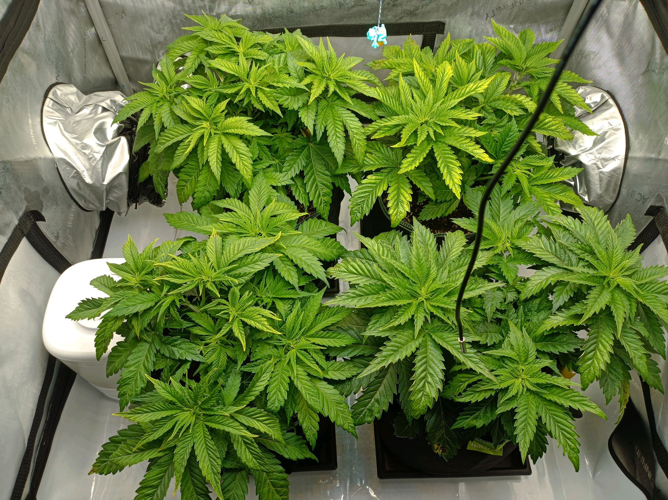 White Widow growlog photo 98