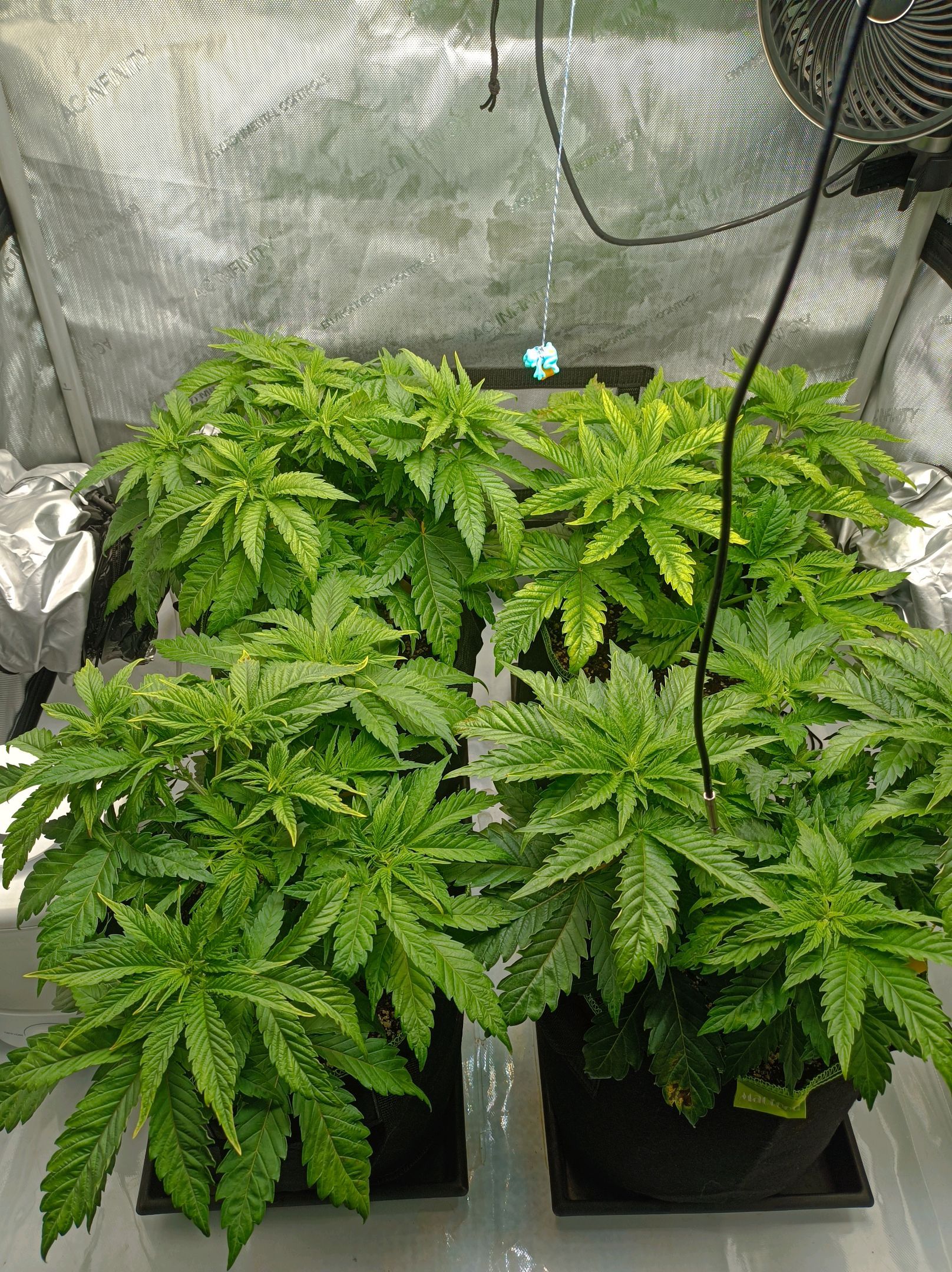 White Widow growlog photo 99