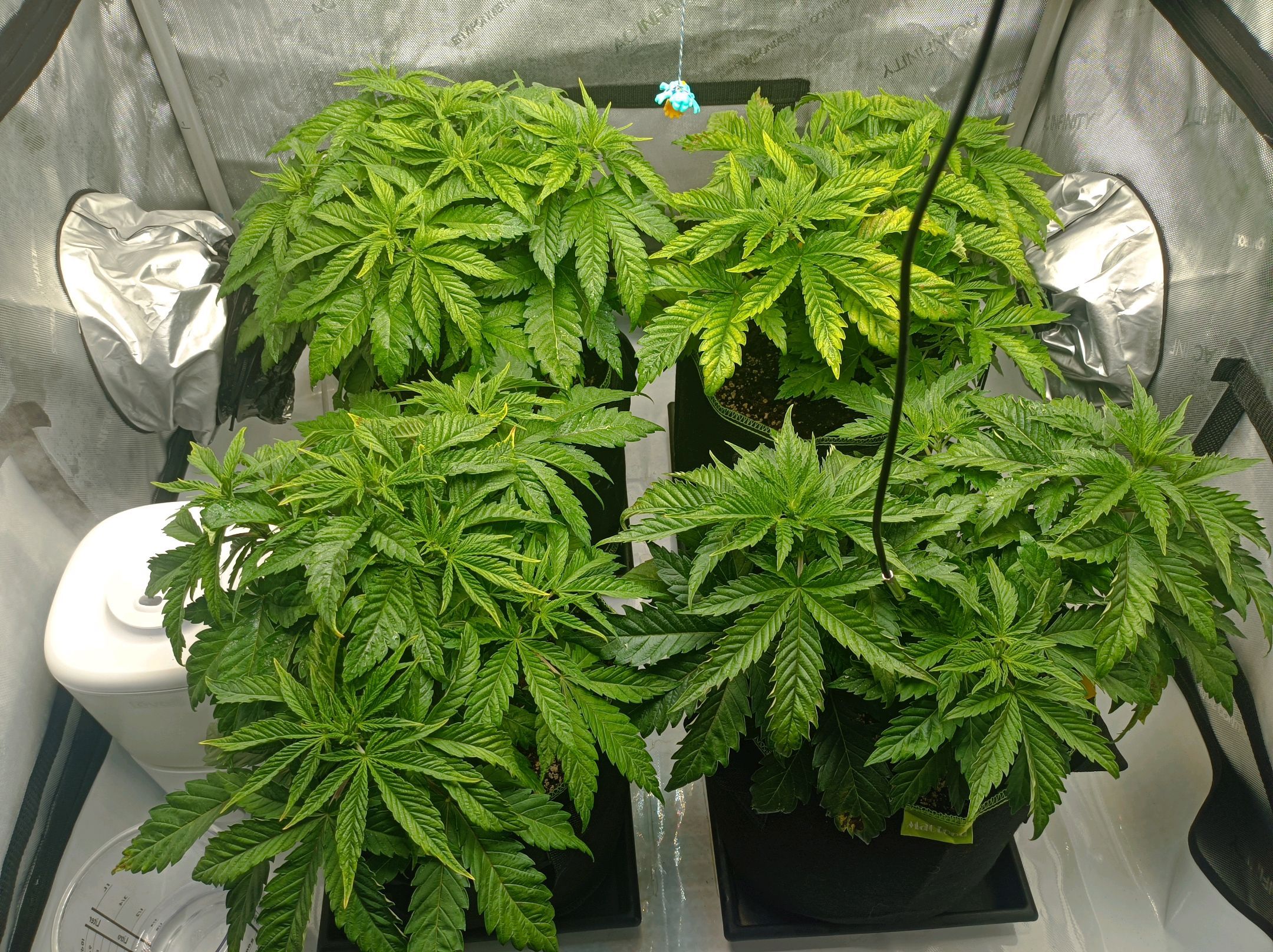 White Widow growlog photo 100