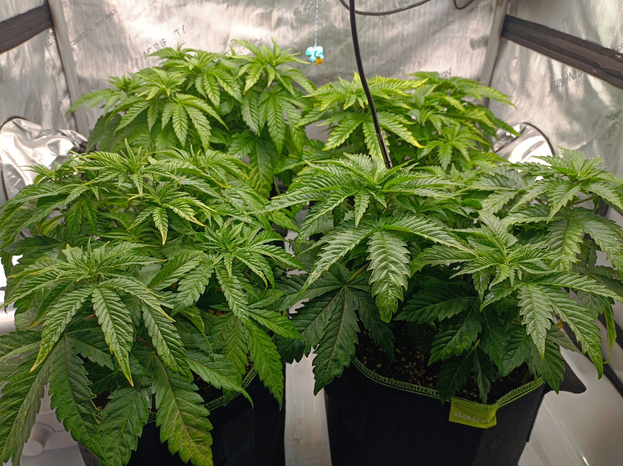 White Widow growlog photo 103