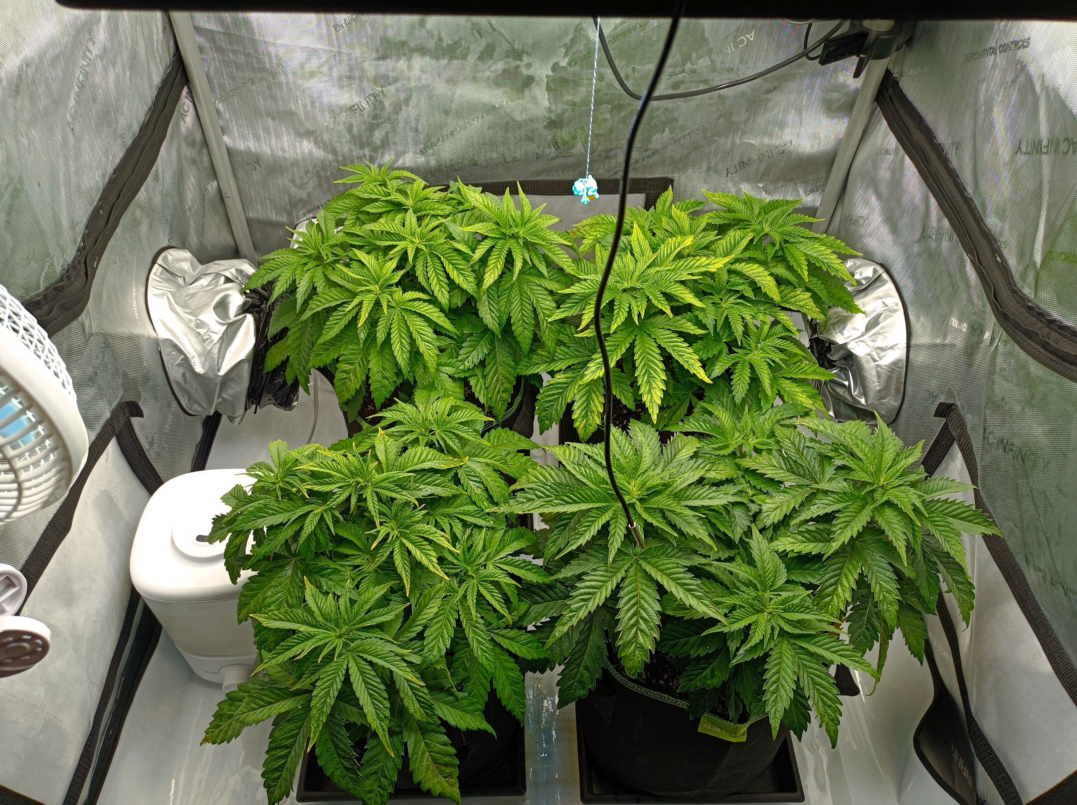 White Widow growlog photo 101