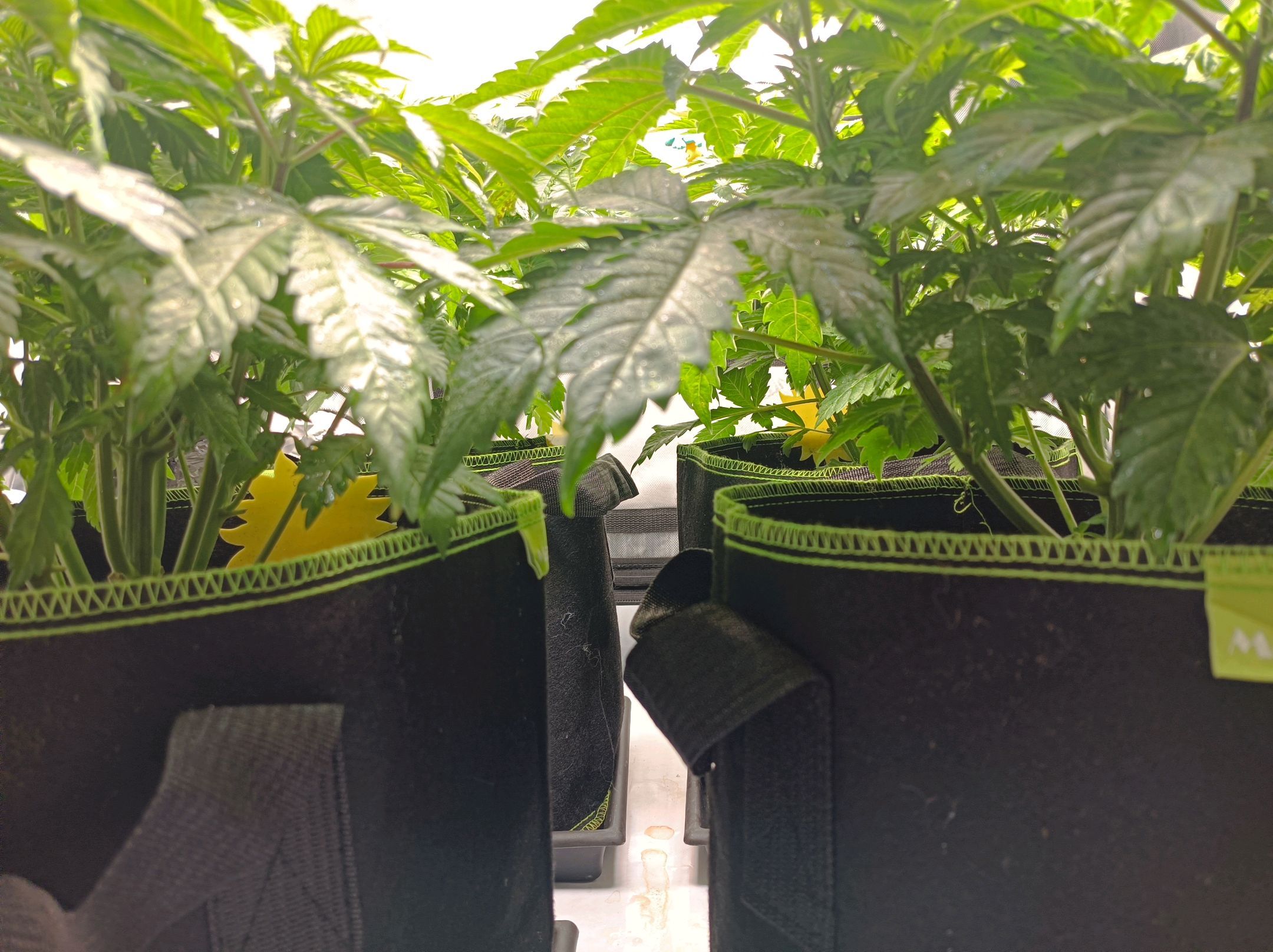 White Widow growlog photo 102