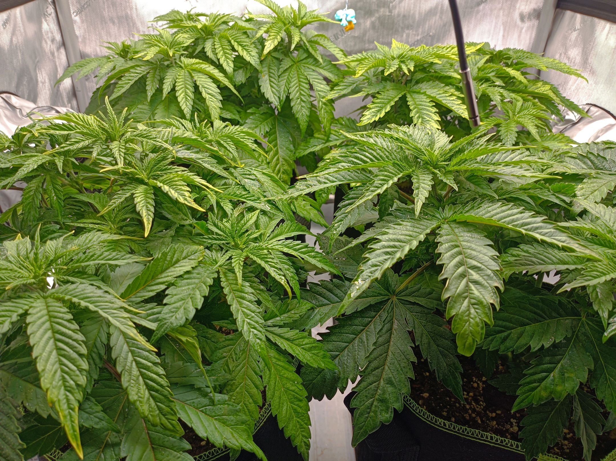 White Widow growlog photo 104