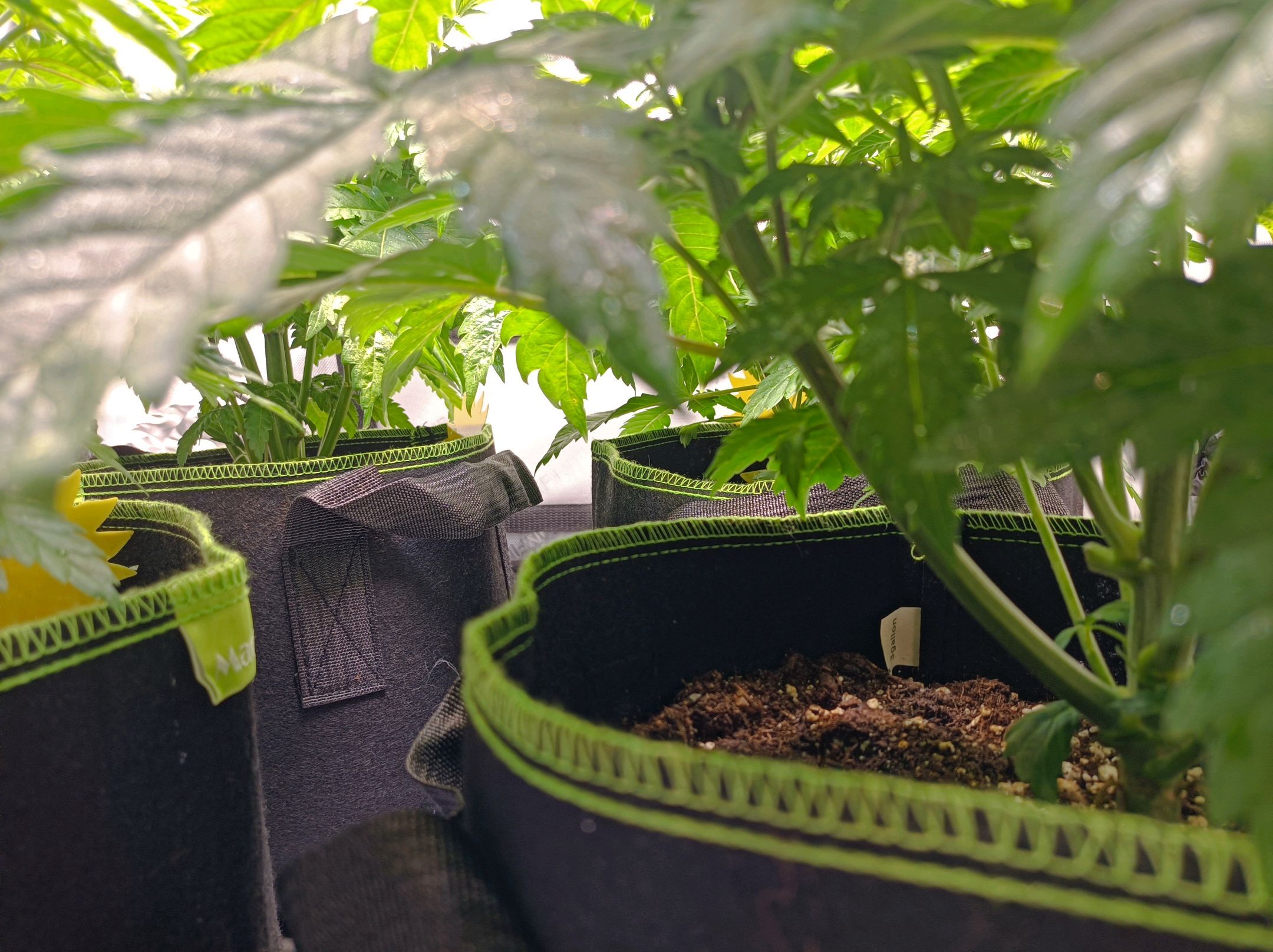 White Widow growlog photo 105