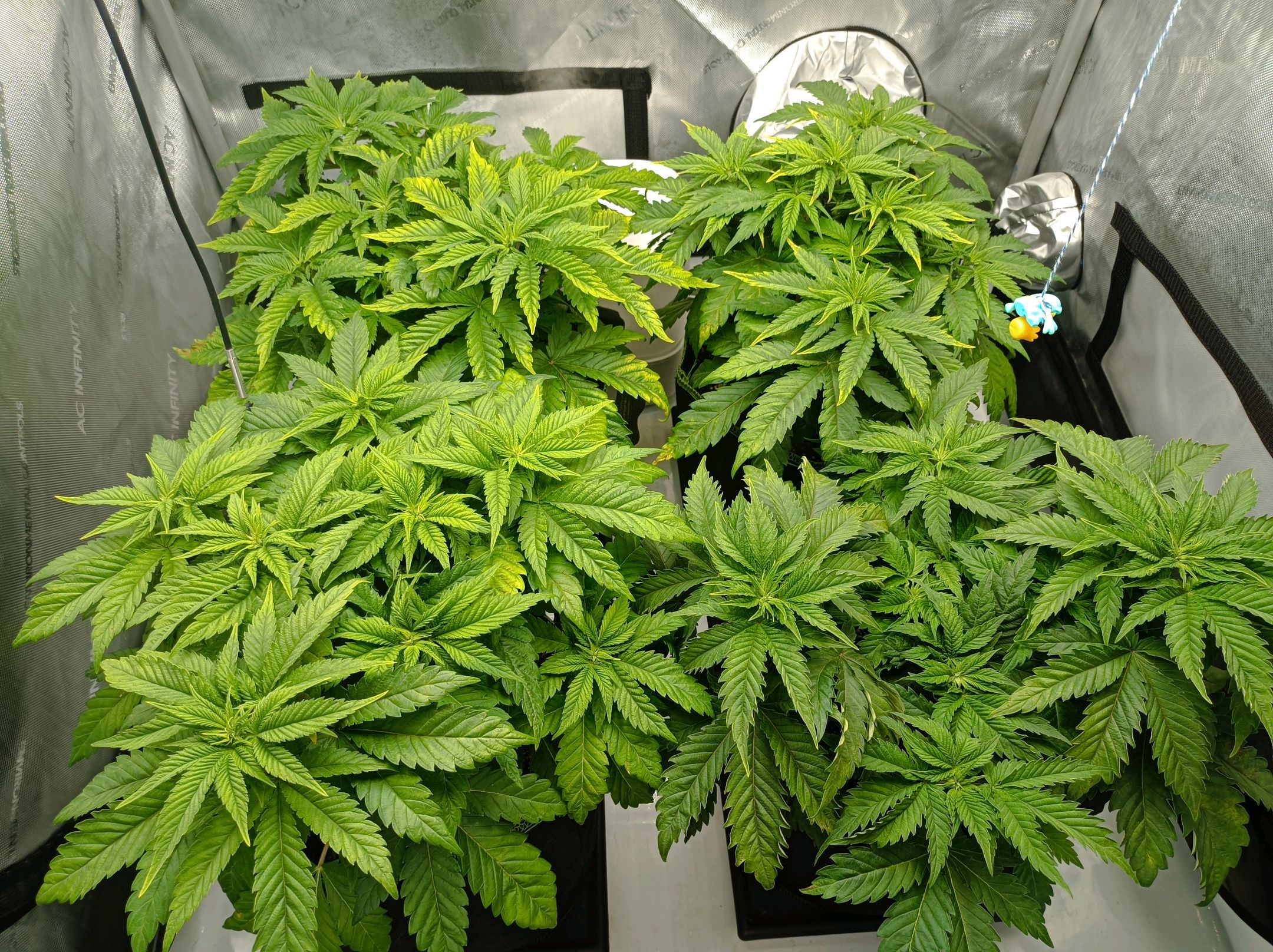 White Widow growlog photo 106