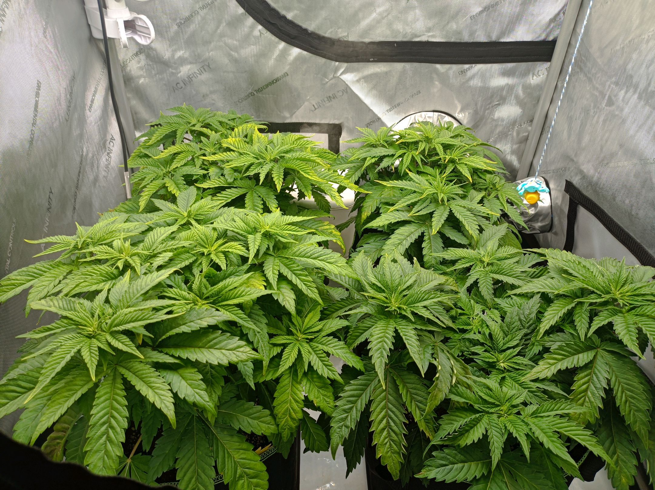 White Widow growlog photo 107