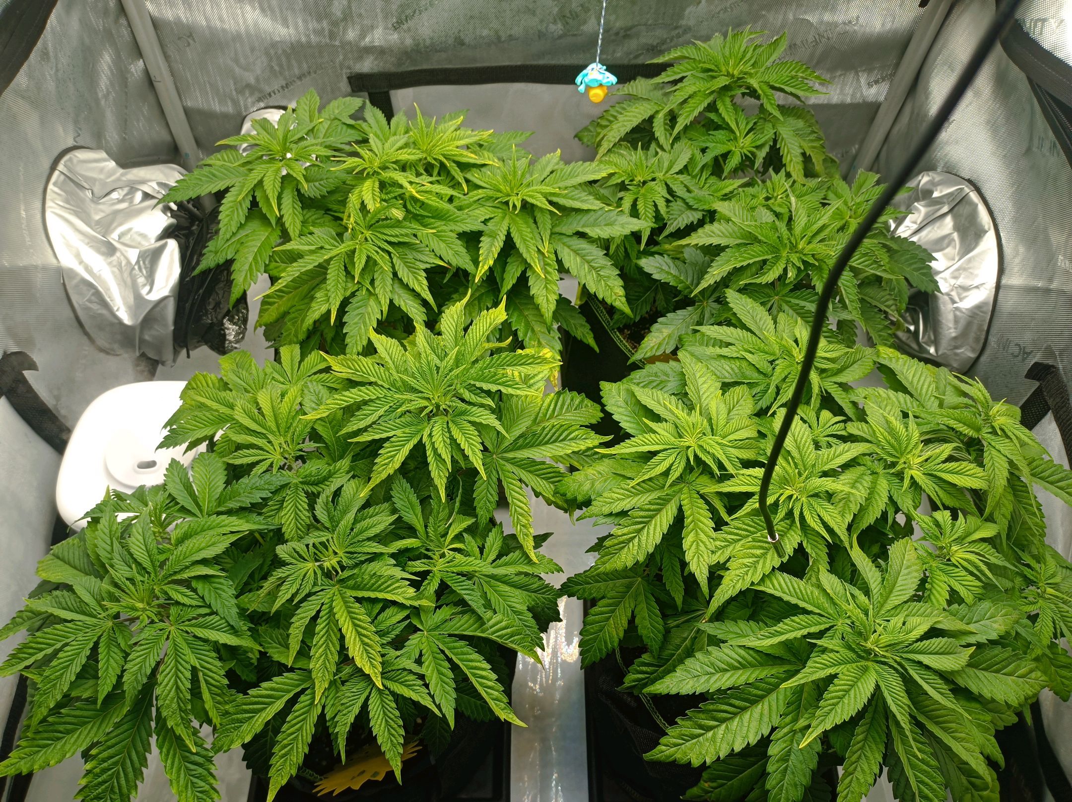 White Widow growlog photo 109