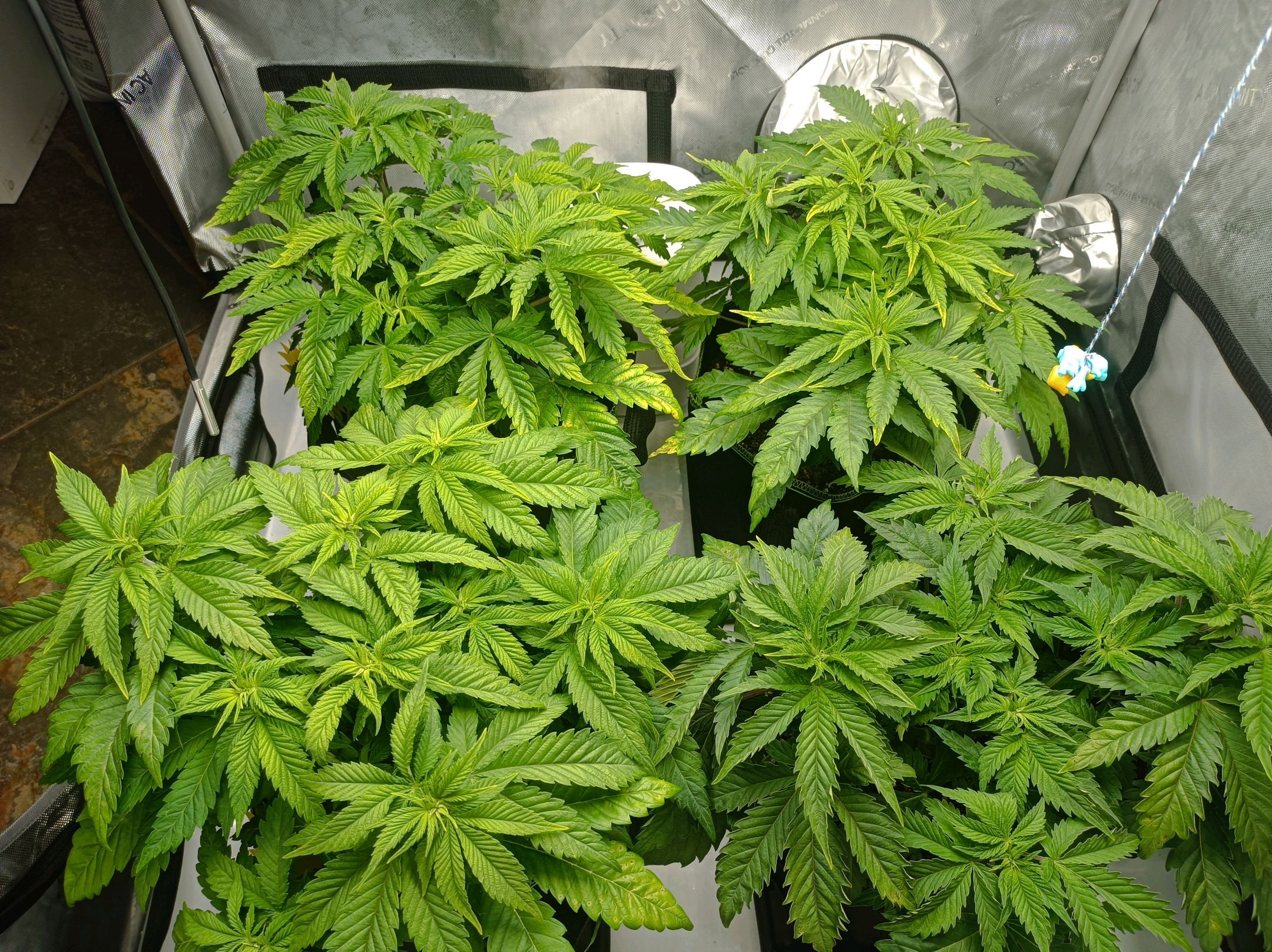 White Widow growlog photo 108