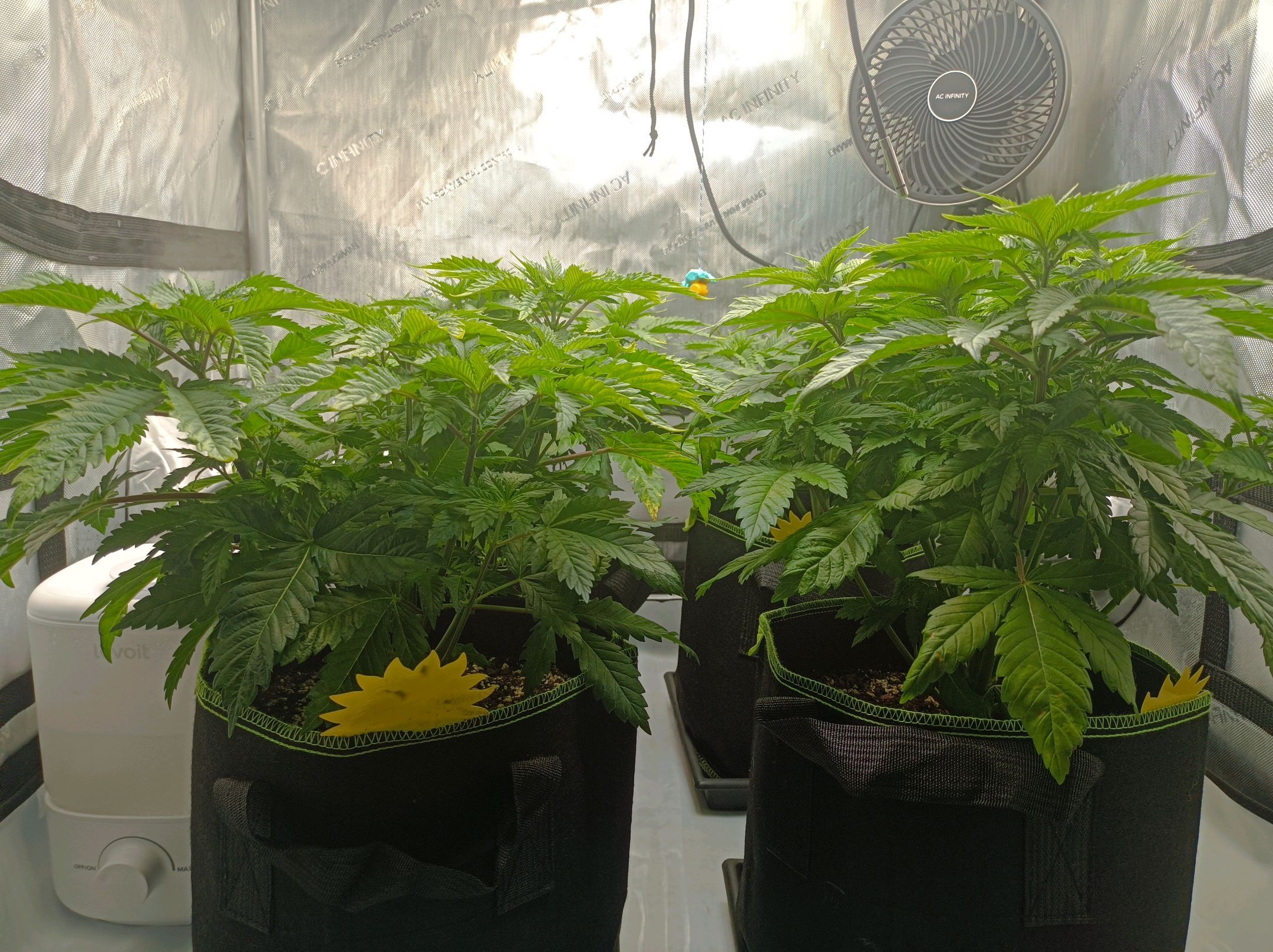 White Widow growlog photo 110