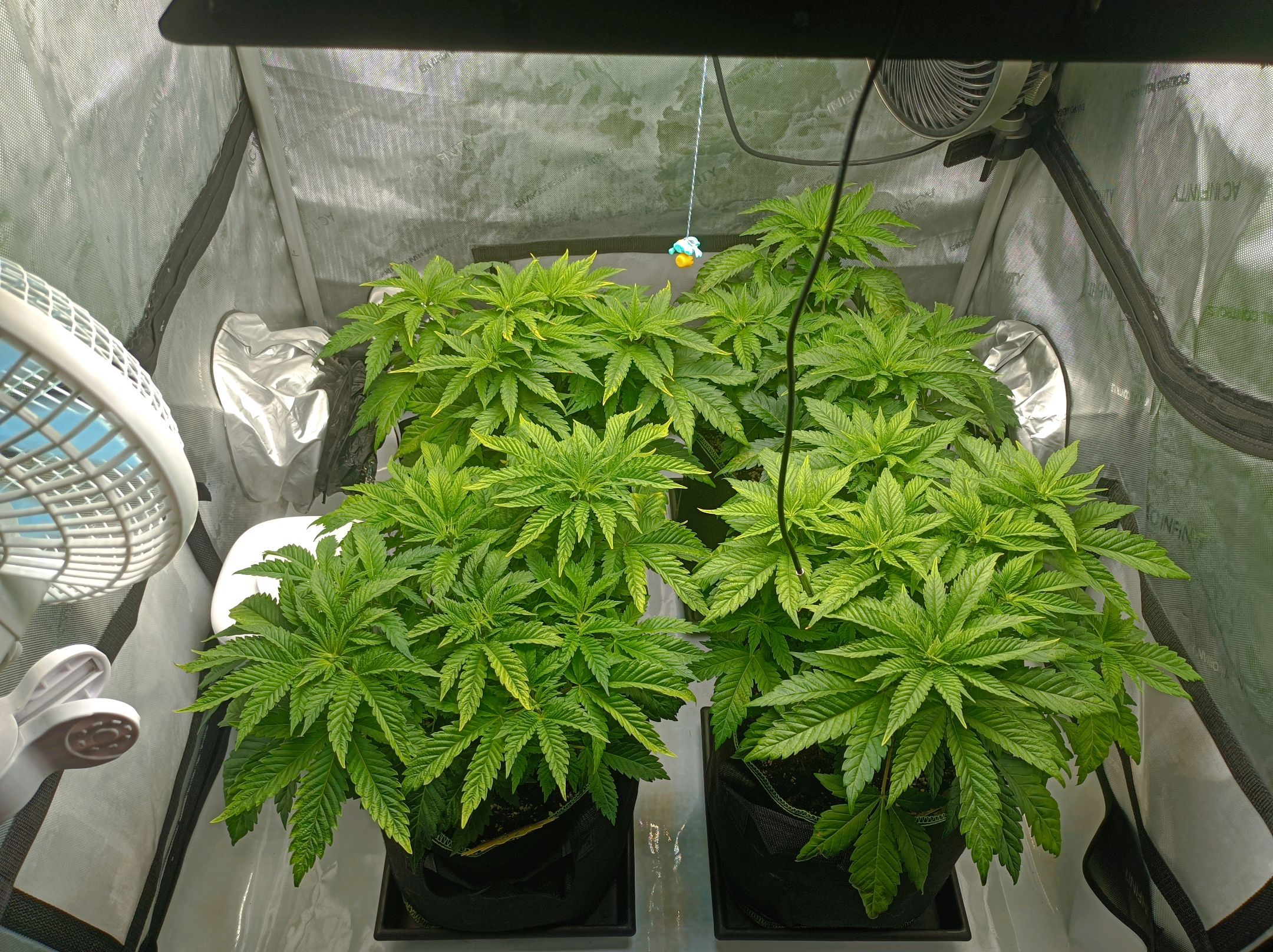 White Widow growlog photo 111