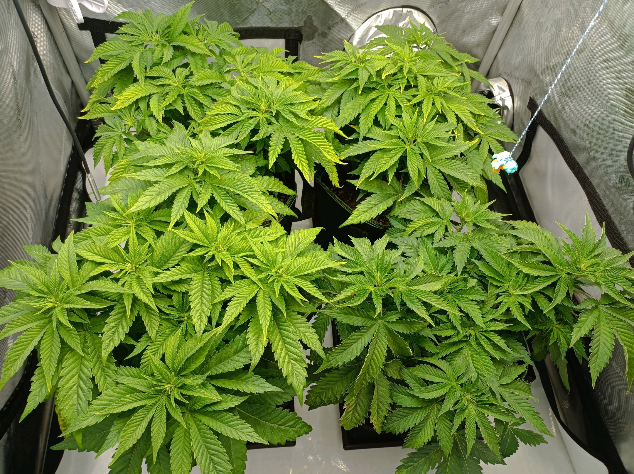 White Widow growlog photo 112