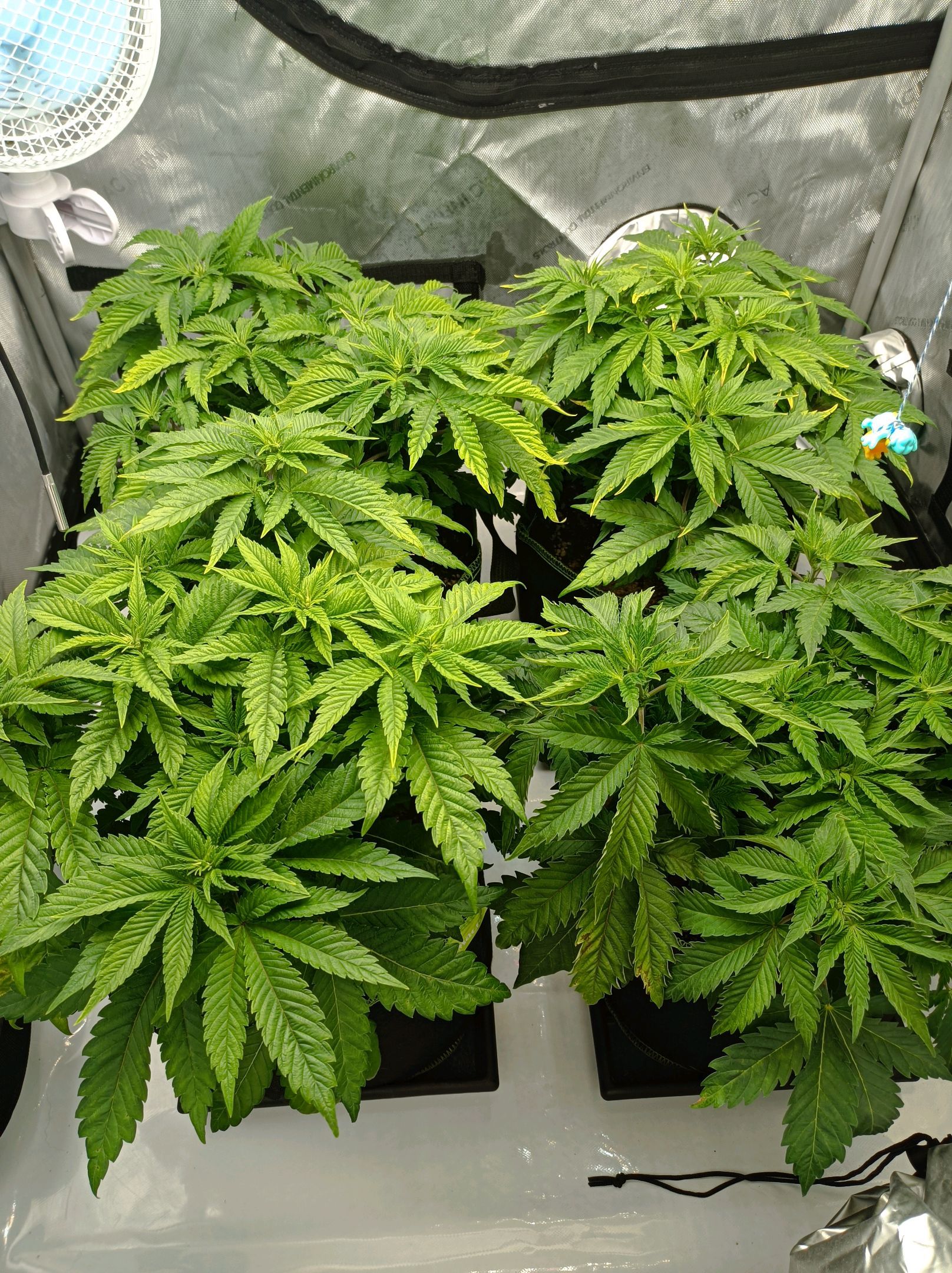 White Widow growlog photo 114