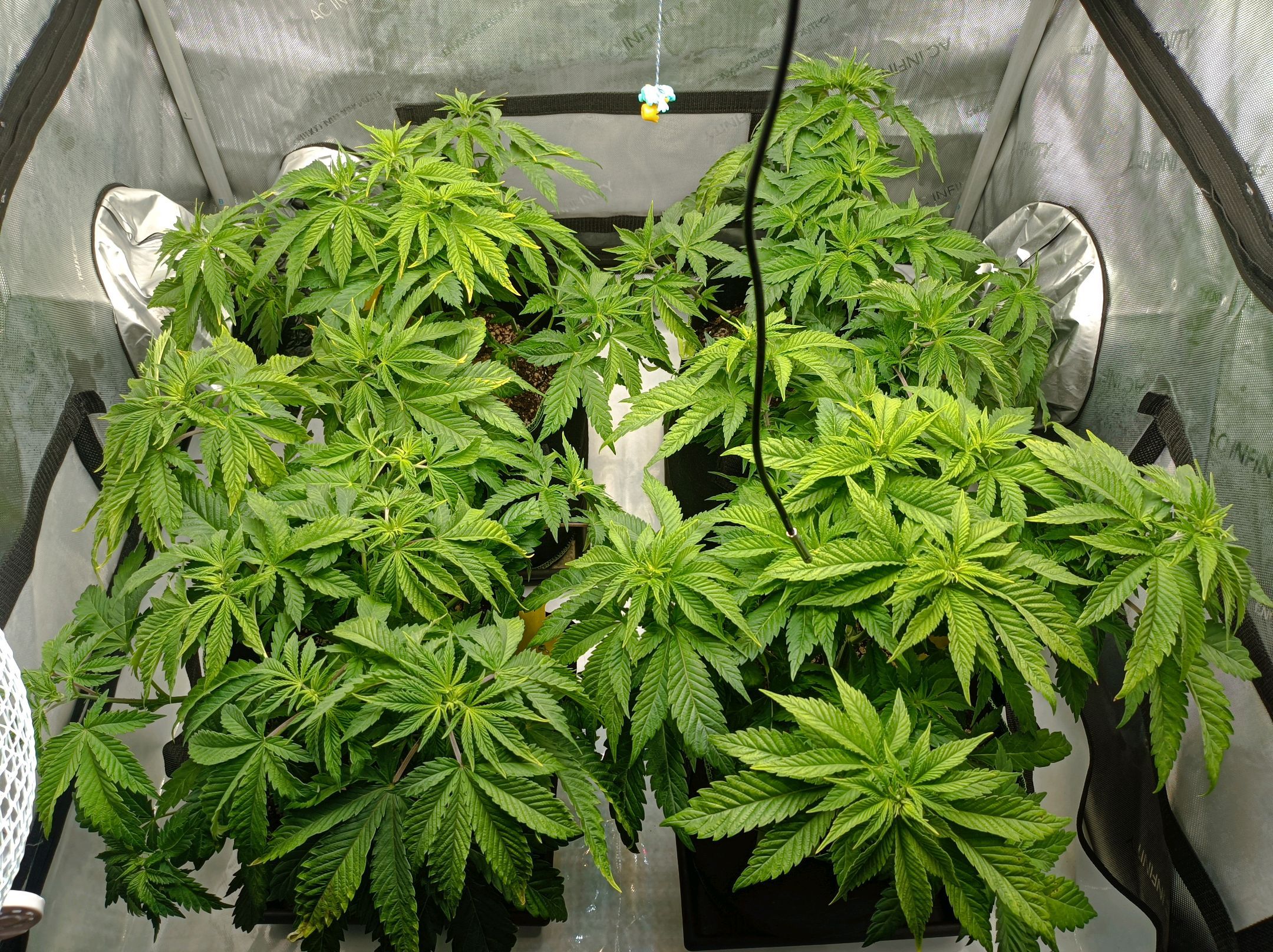 White Widow growlog photo 115