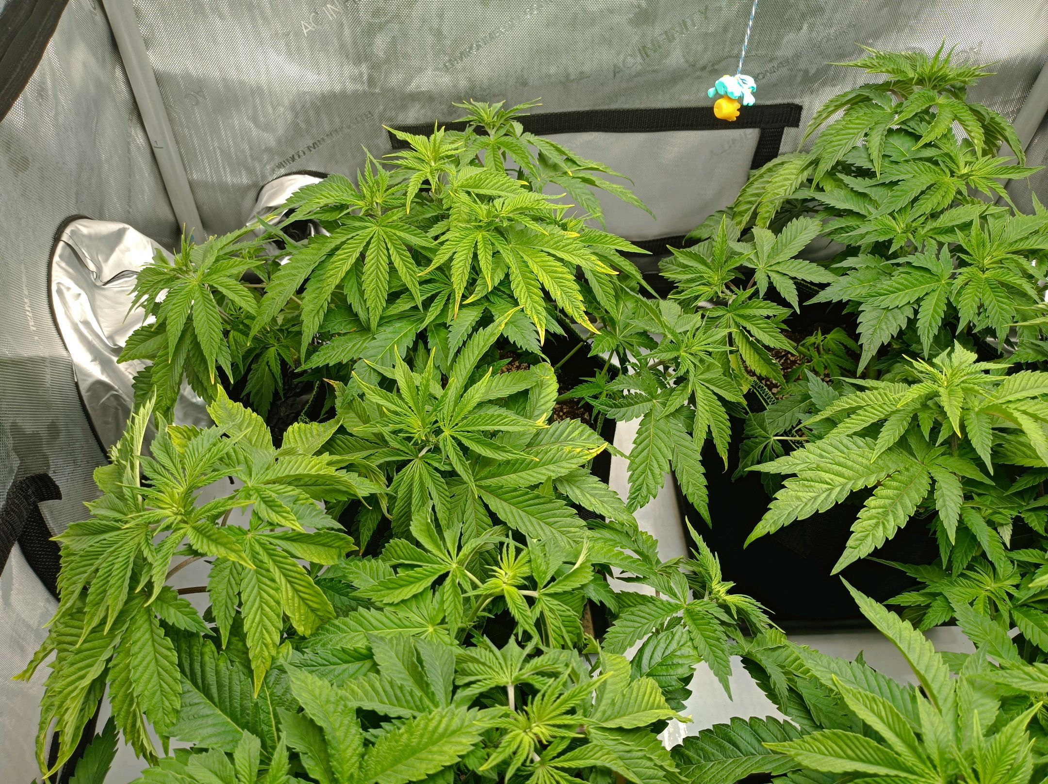 White Widow growlog photo 113