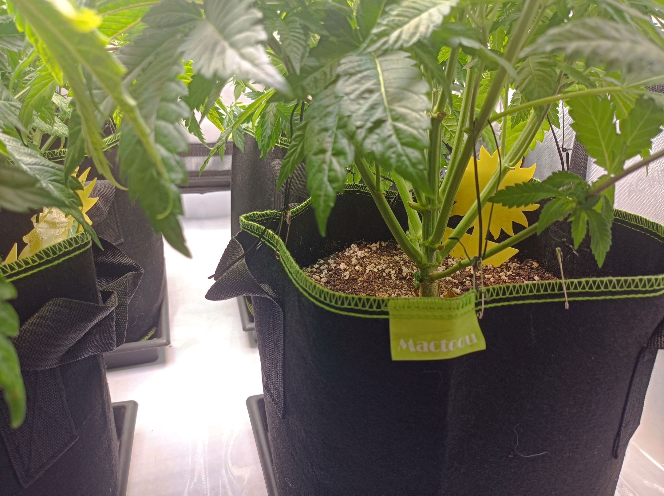 White Widow growlog photo 116