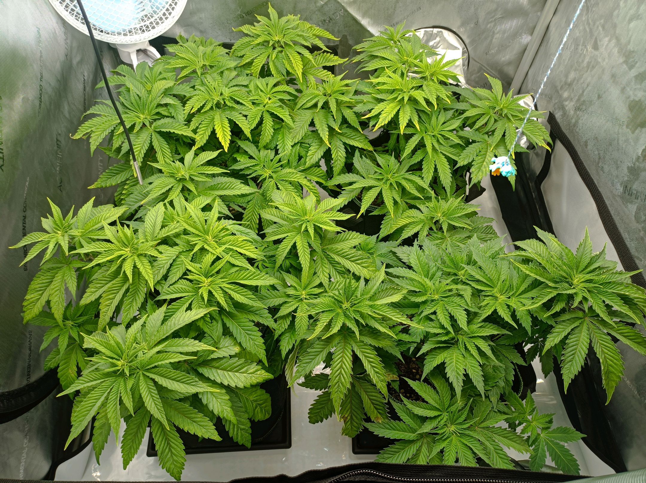 White Widow growlog photo 117