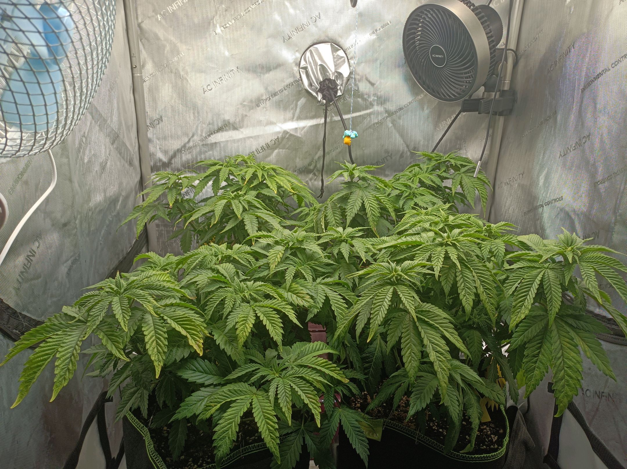 White Widow growlog photo 118