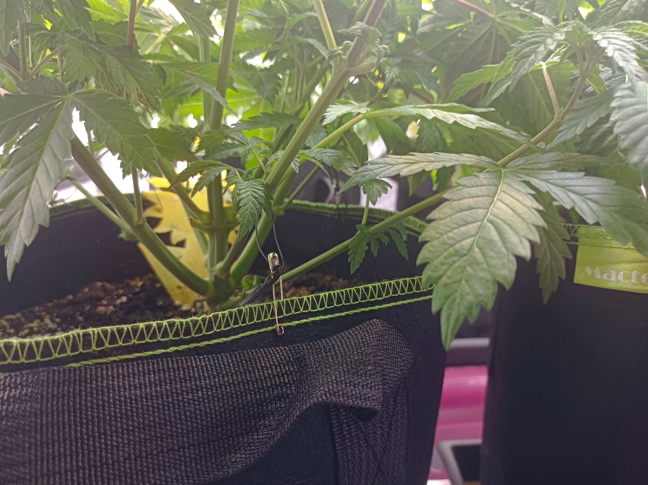 White Widow growlog photo 119