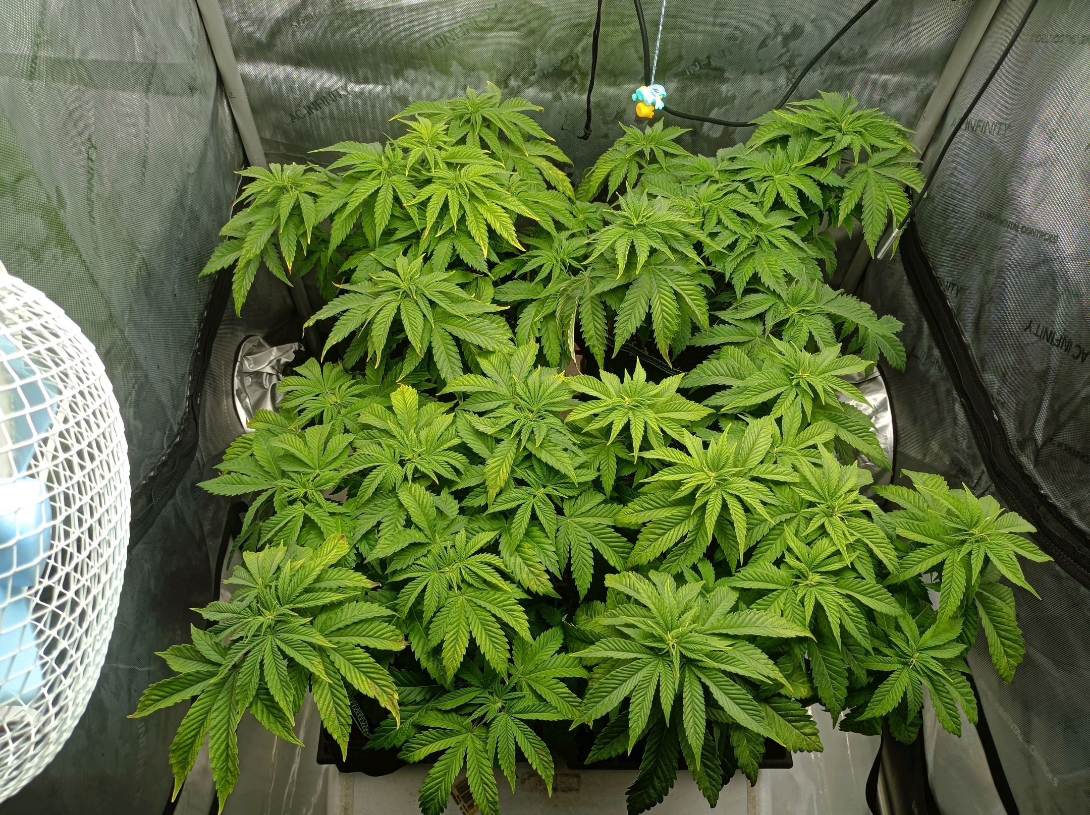 White Widow growlog photo 120