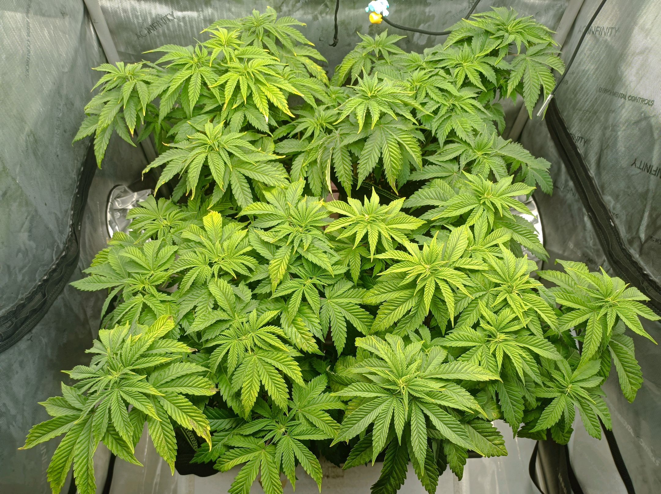 White Widow growlog photo 121