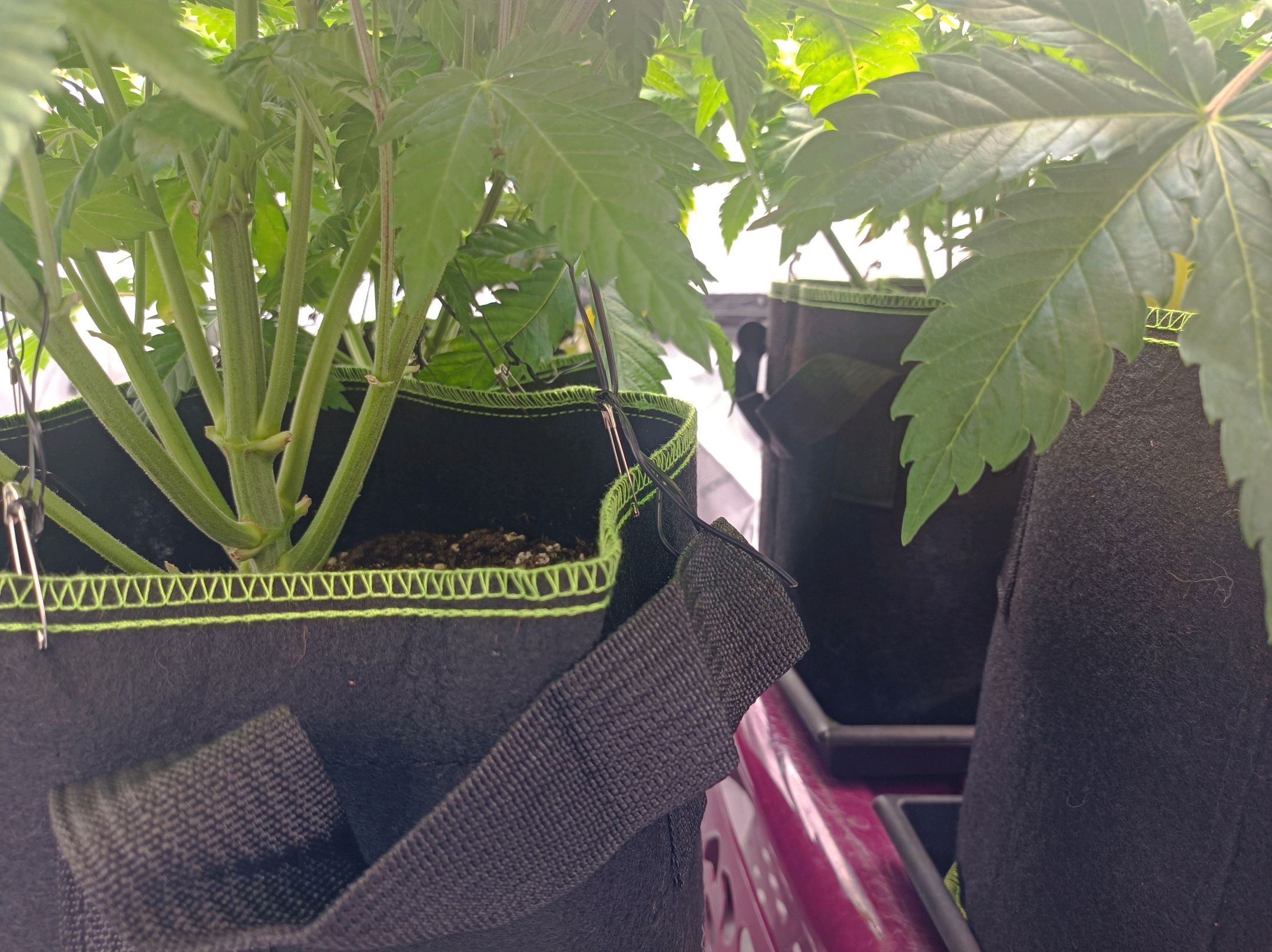 White Widow growlog photo 123