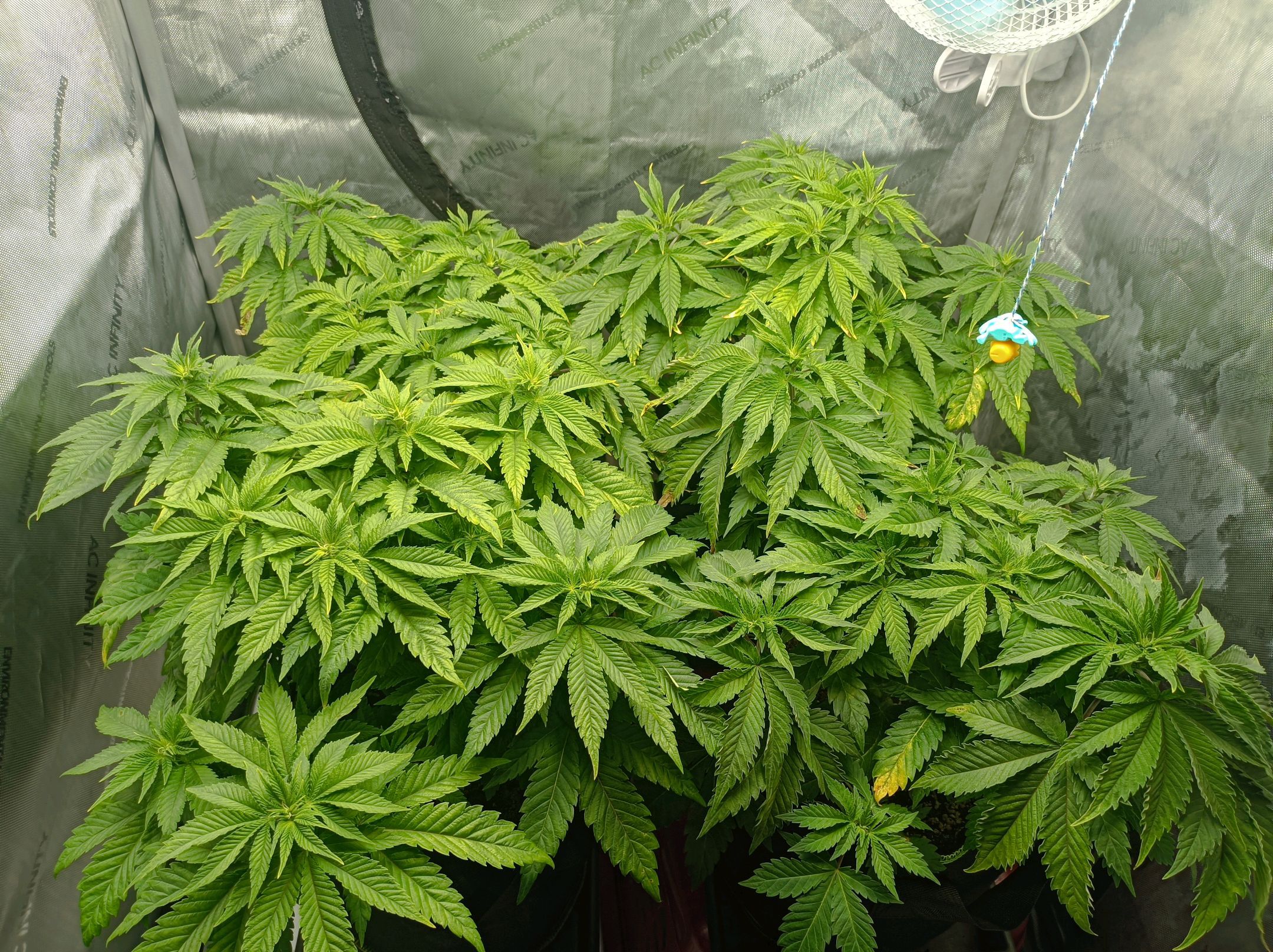 White Widow growlog photo 122