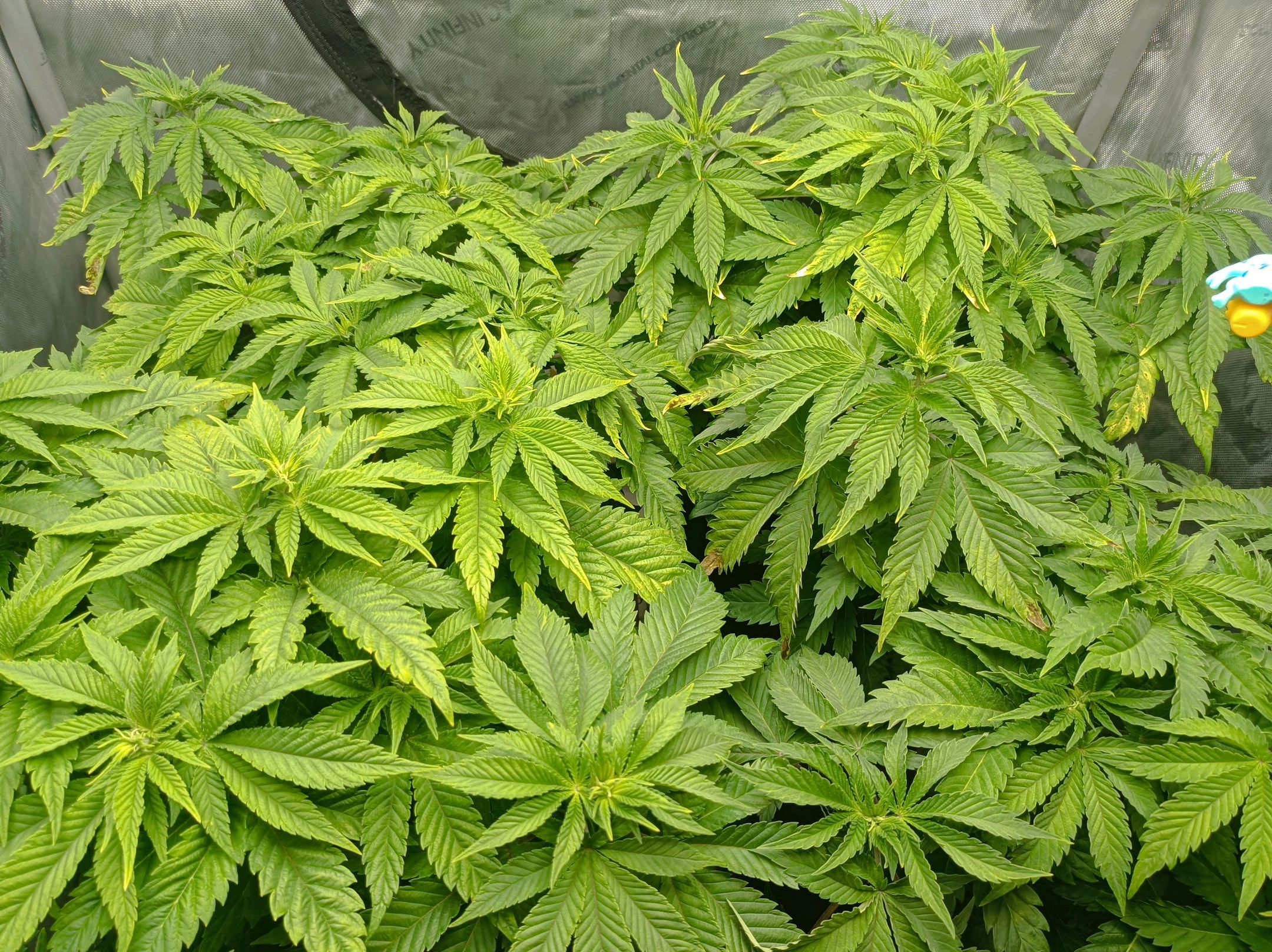 White Widow growlog photo 124