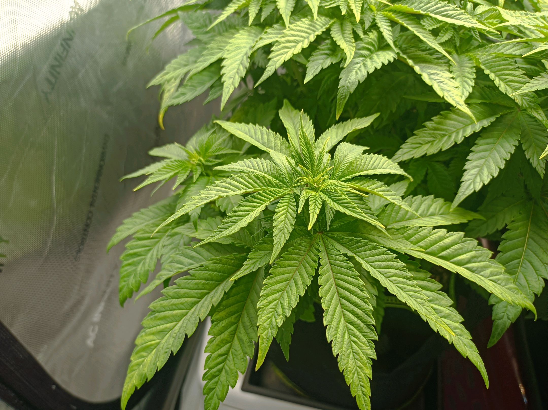 White Widow growlog photo 125