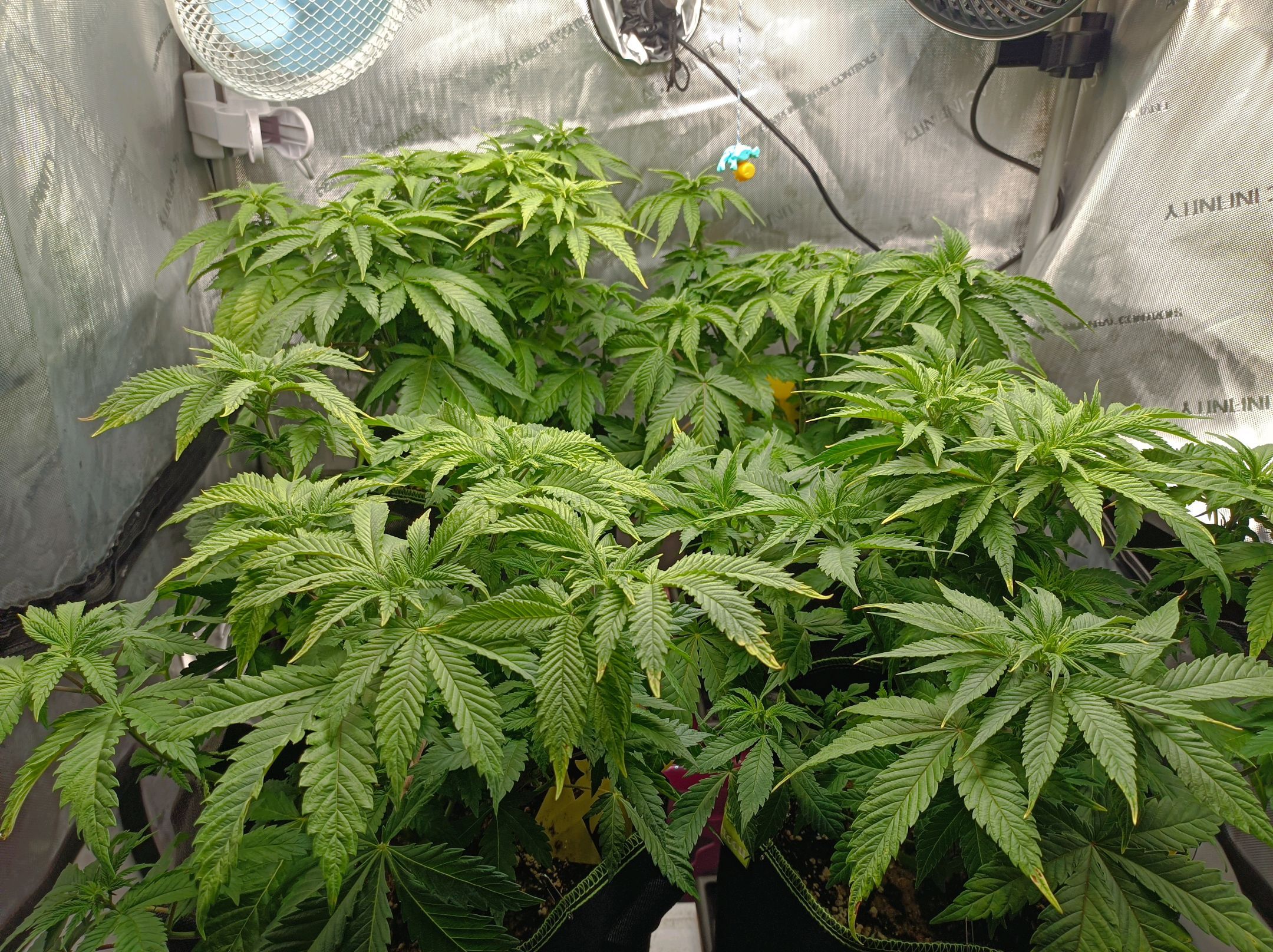 White Widow growlog photo 127