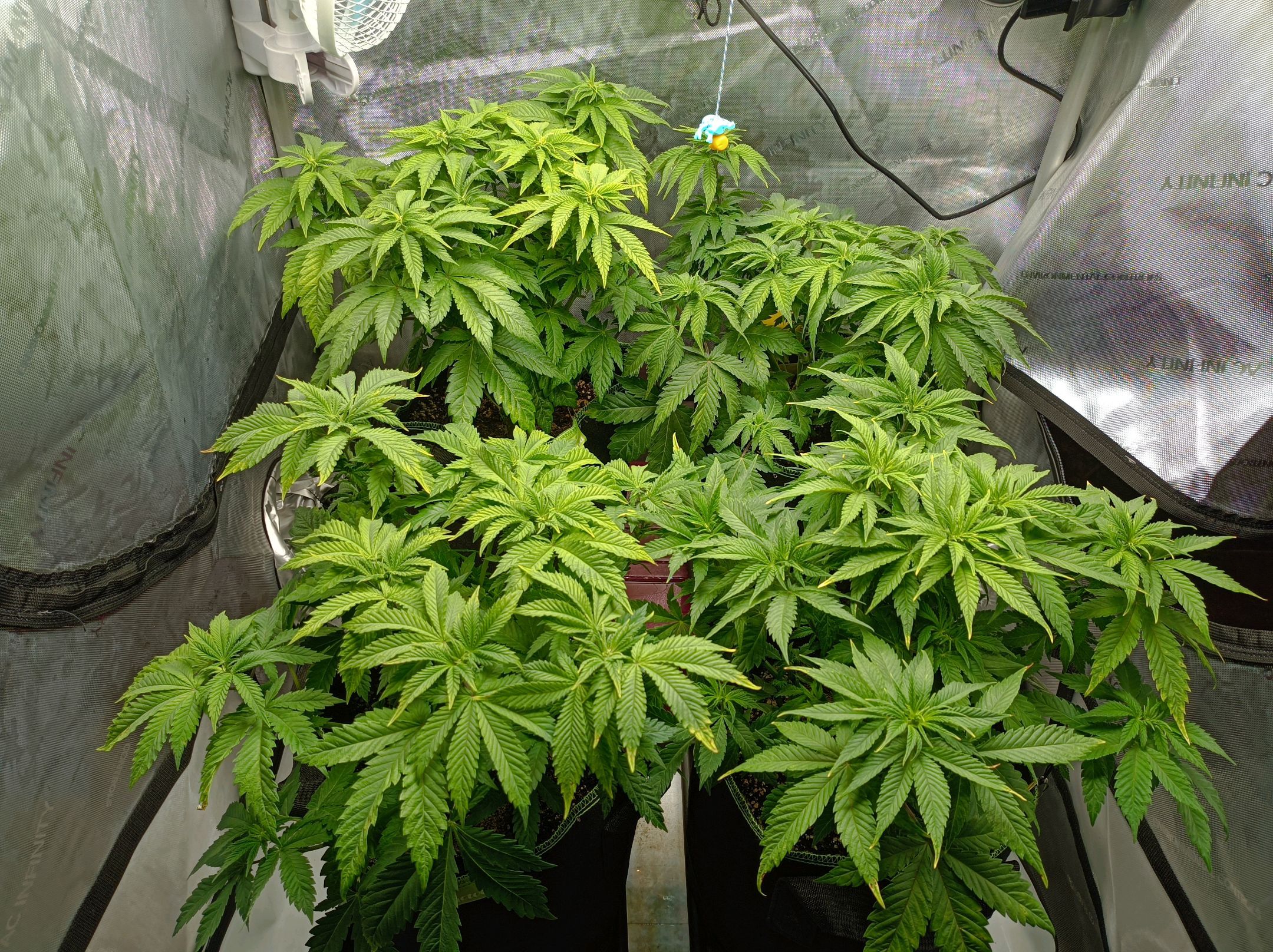 White Widow growlog photo 128