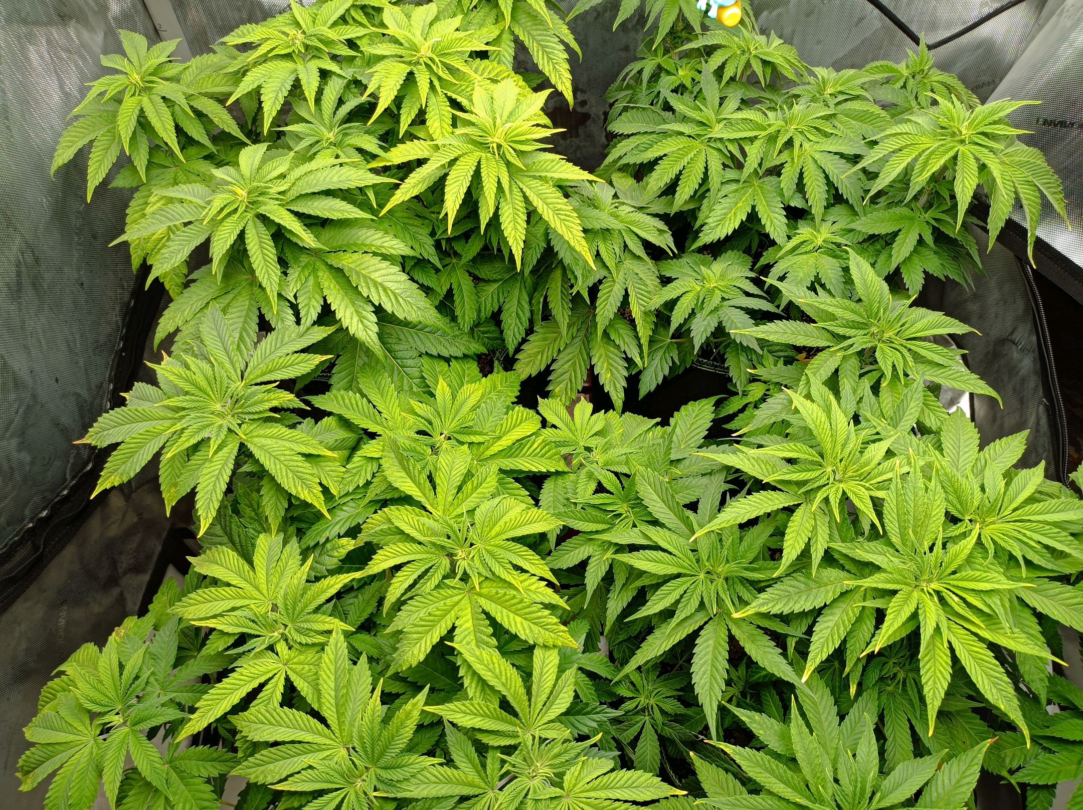 White Widow growlog photo 126