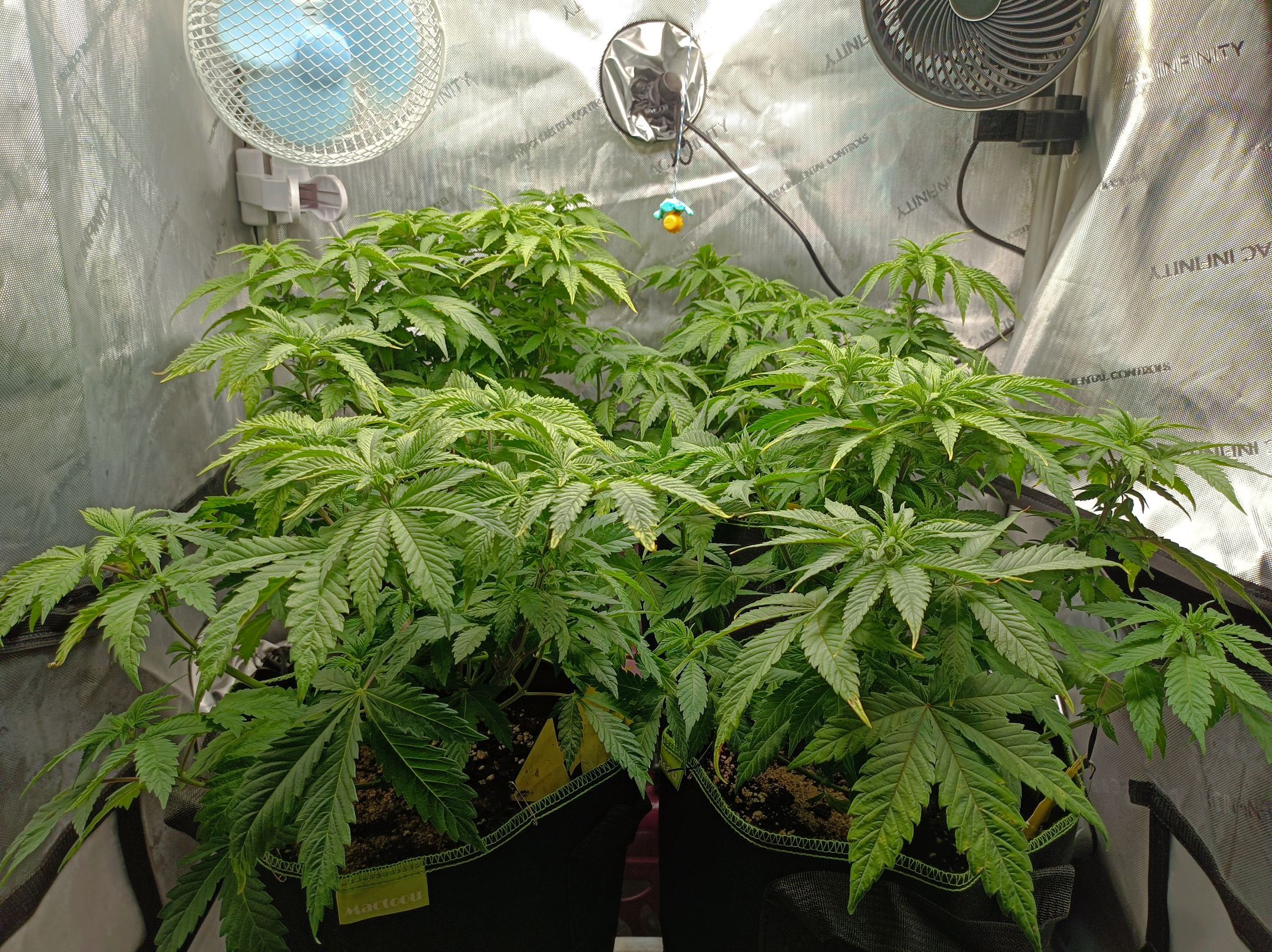 White Widow growlog photo 129