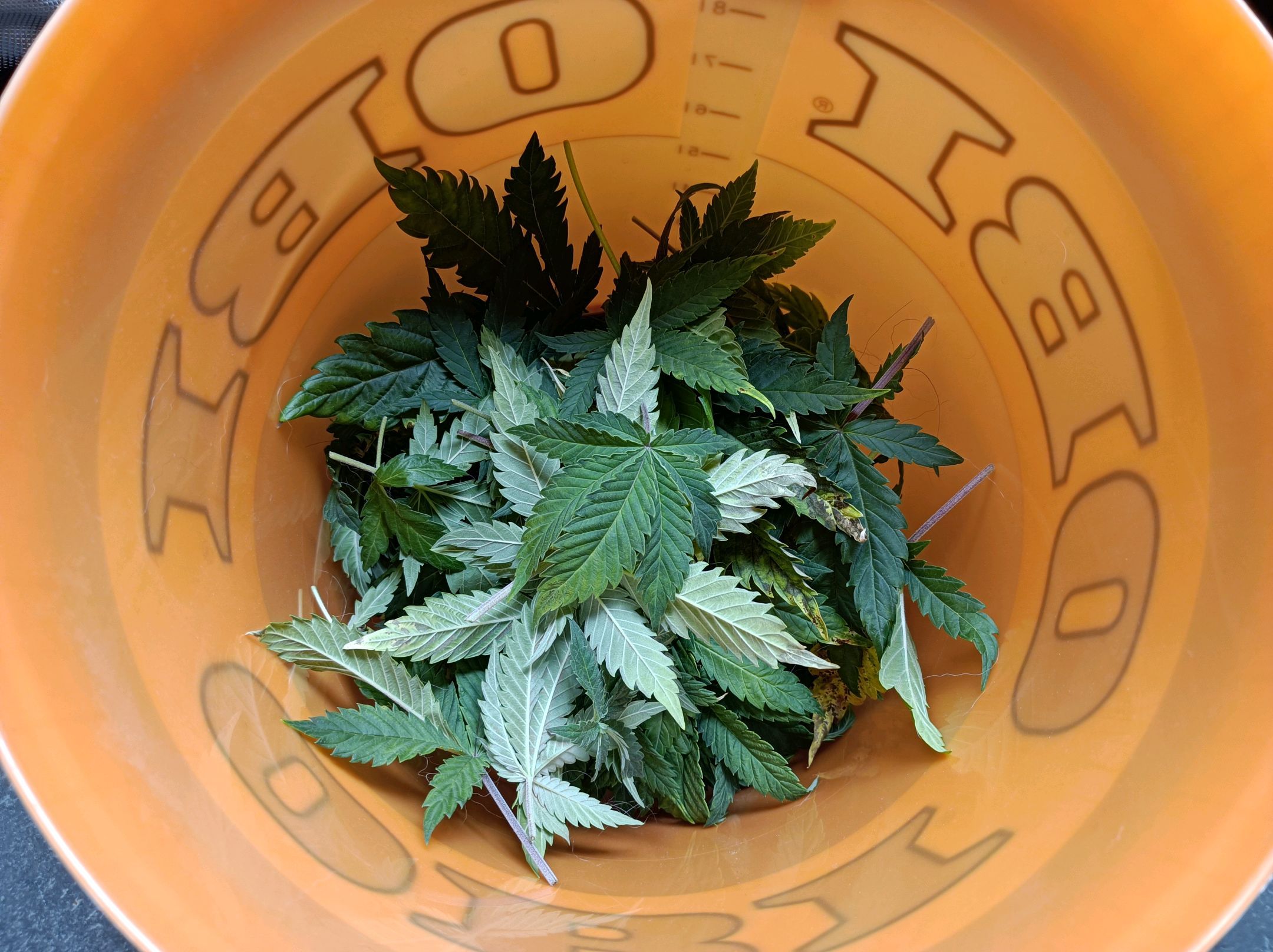 White Widow growlog photo 130