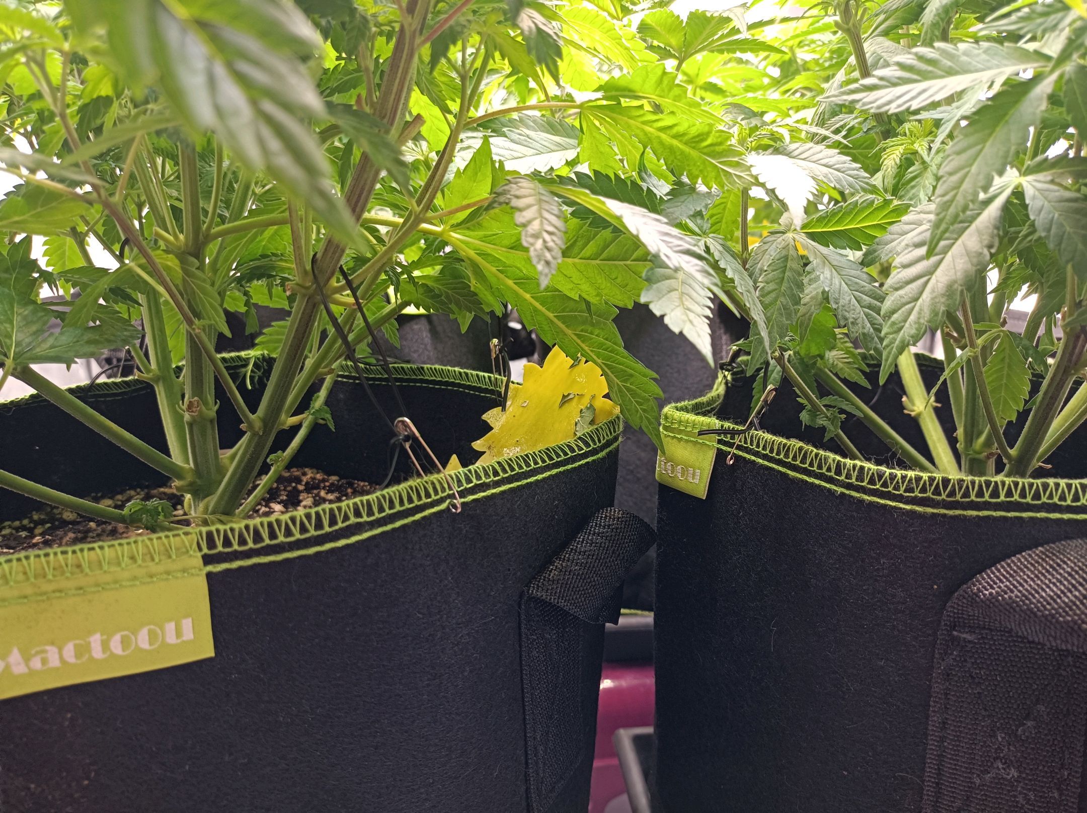 White Widow growlog photo 131