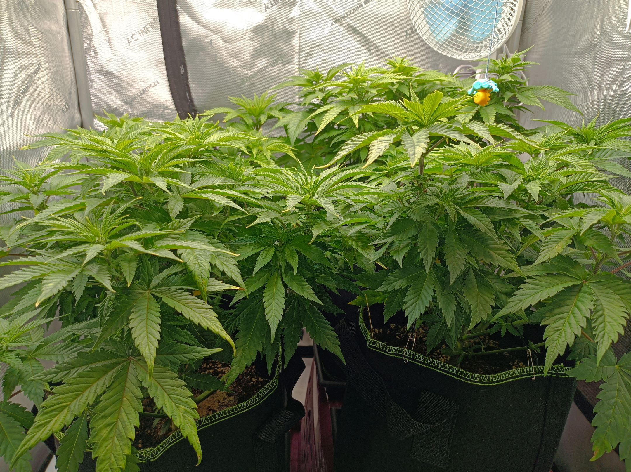 White Widow growlog photo 132