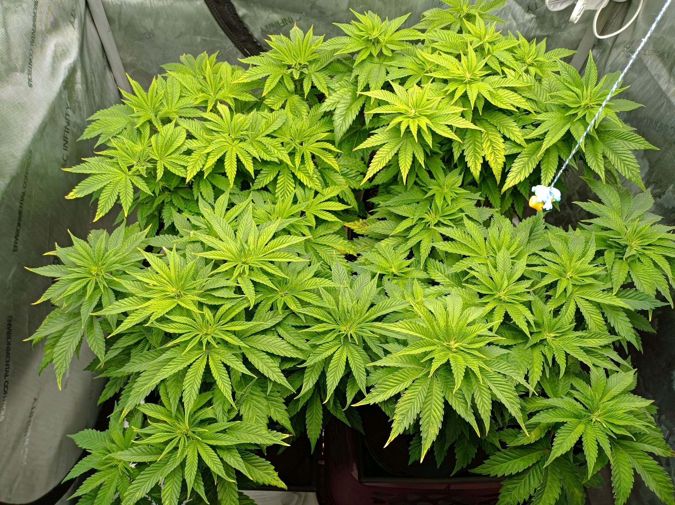 White Widow growlog photo 133