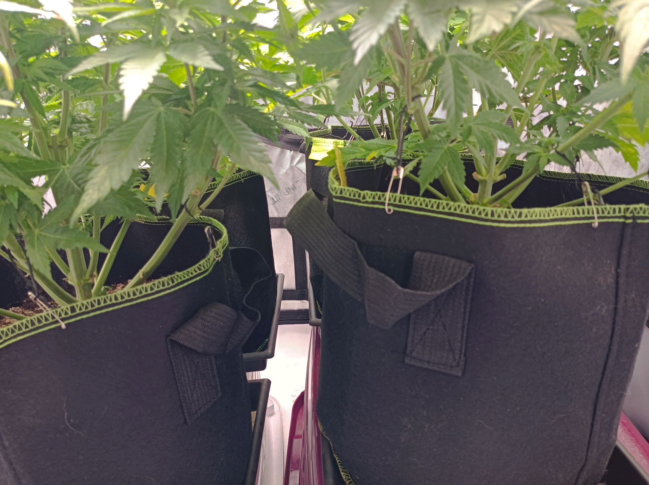 White Widow growlog photo 134