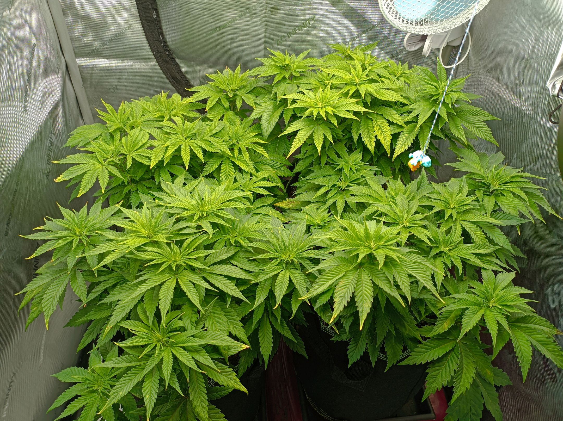 White Widow growlog photo 135
