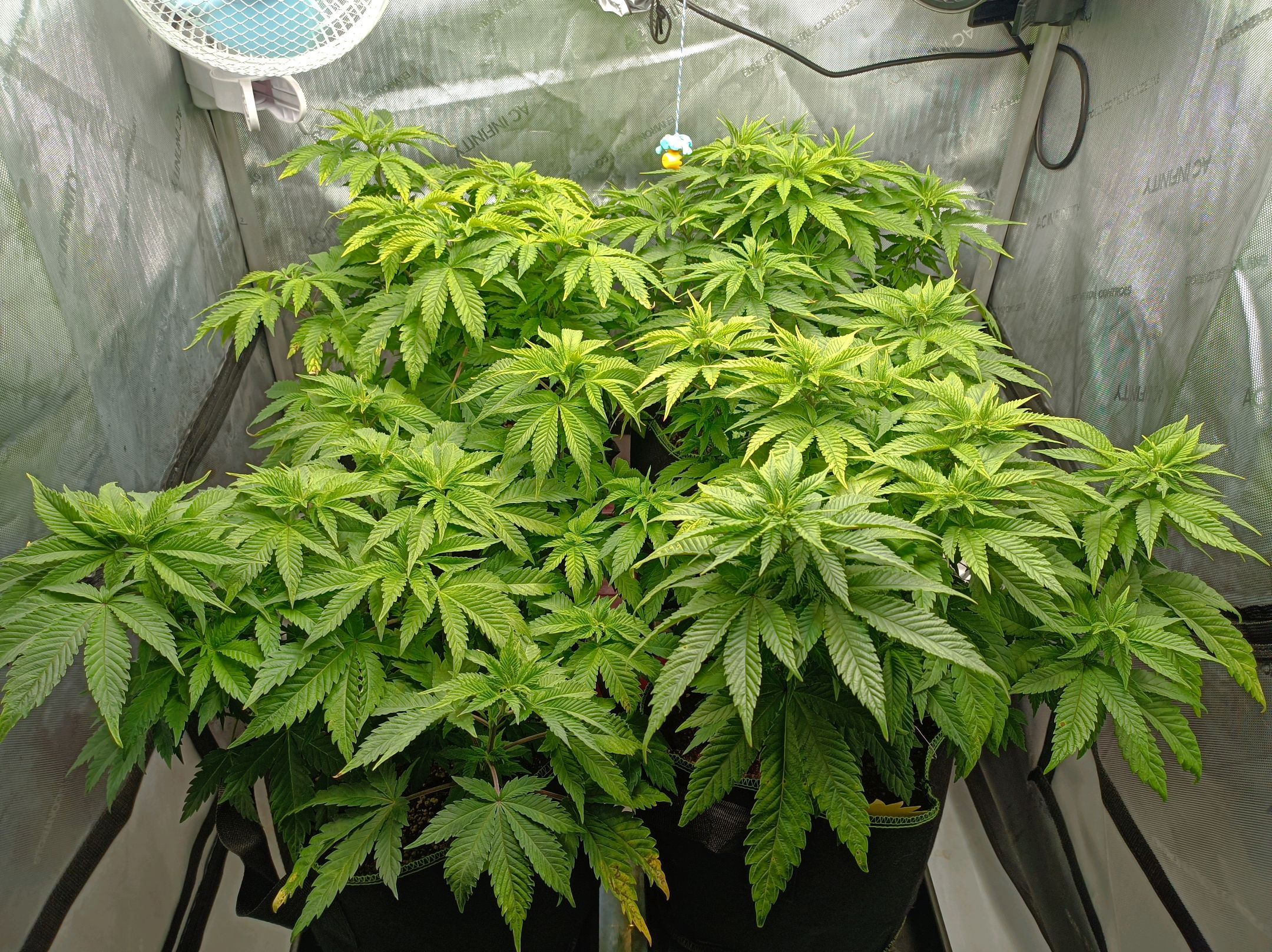 White Widow growlog photo 136