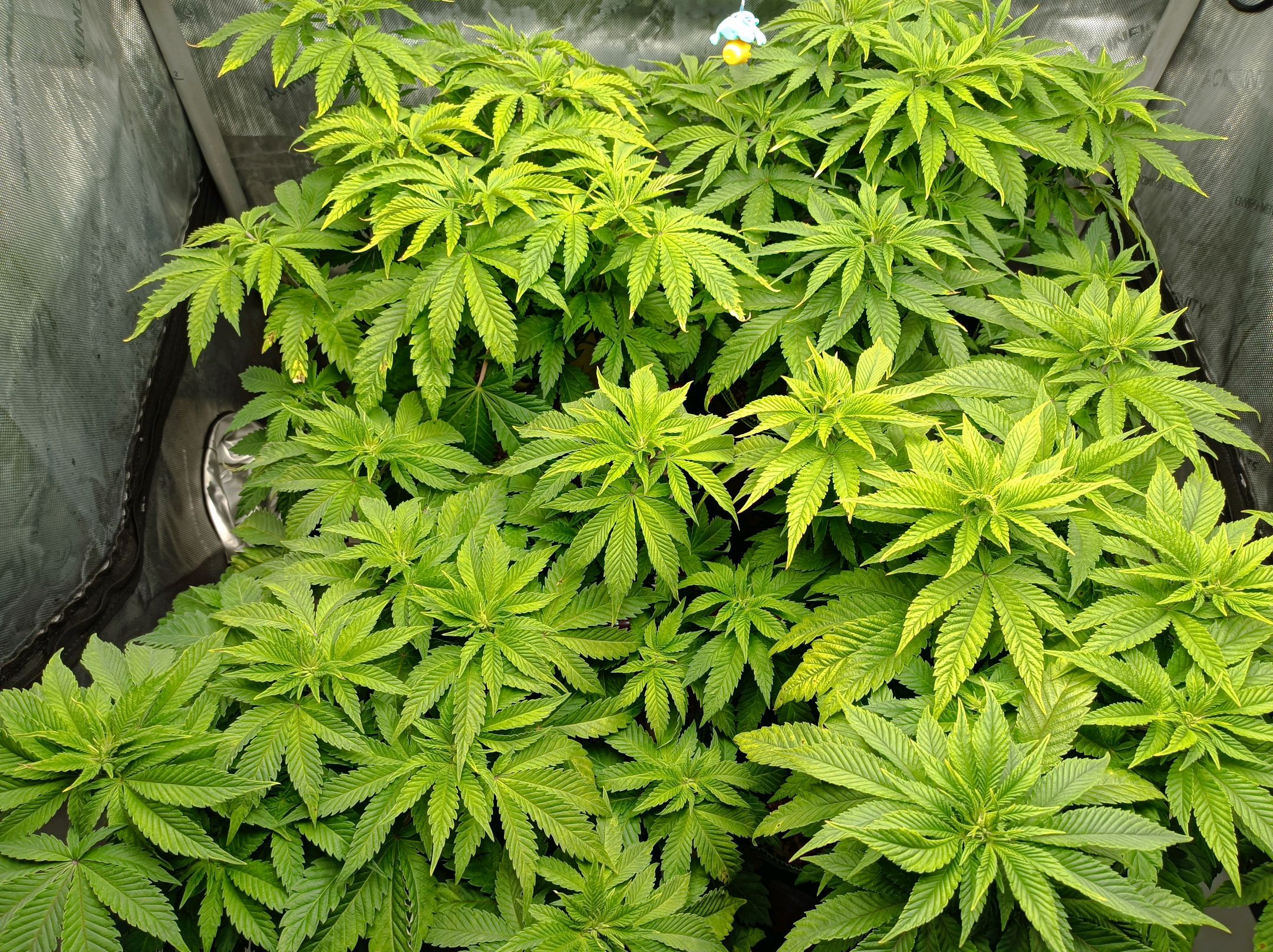 White Widow growlog photo 137