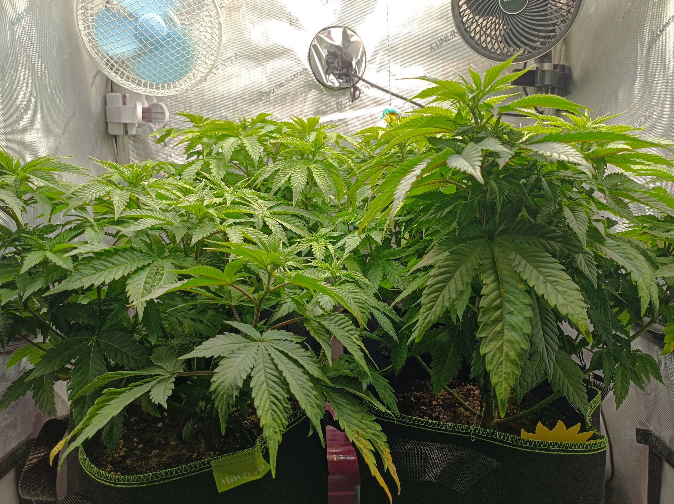 White Widow growlog photo 138